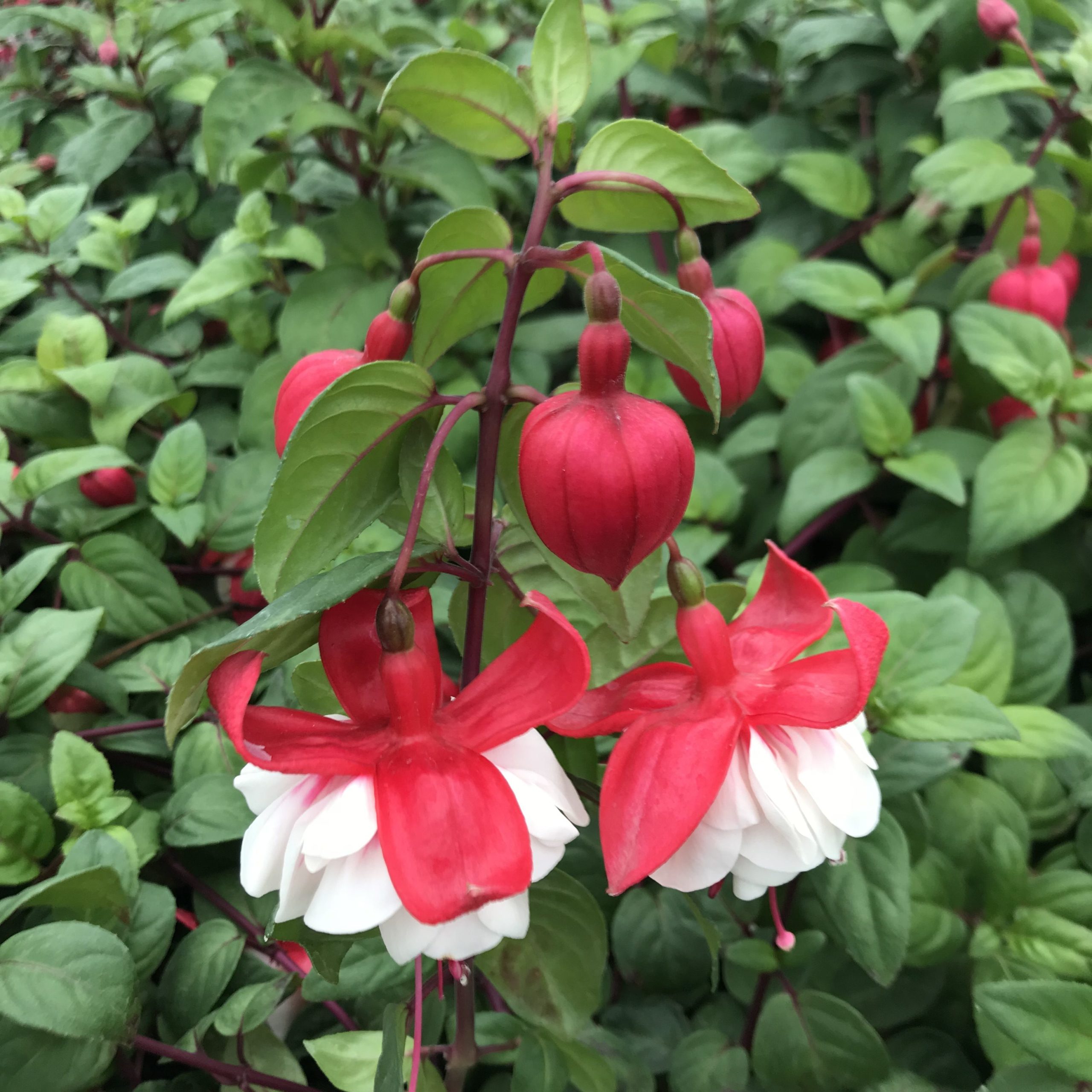 Fuchsia 'Catalina' (5.5" Pot) - Image 2