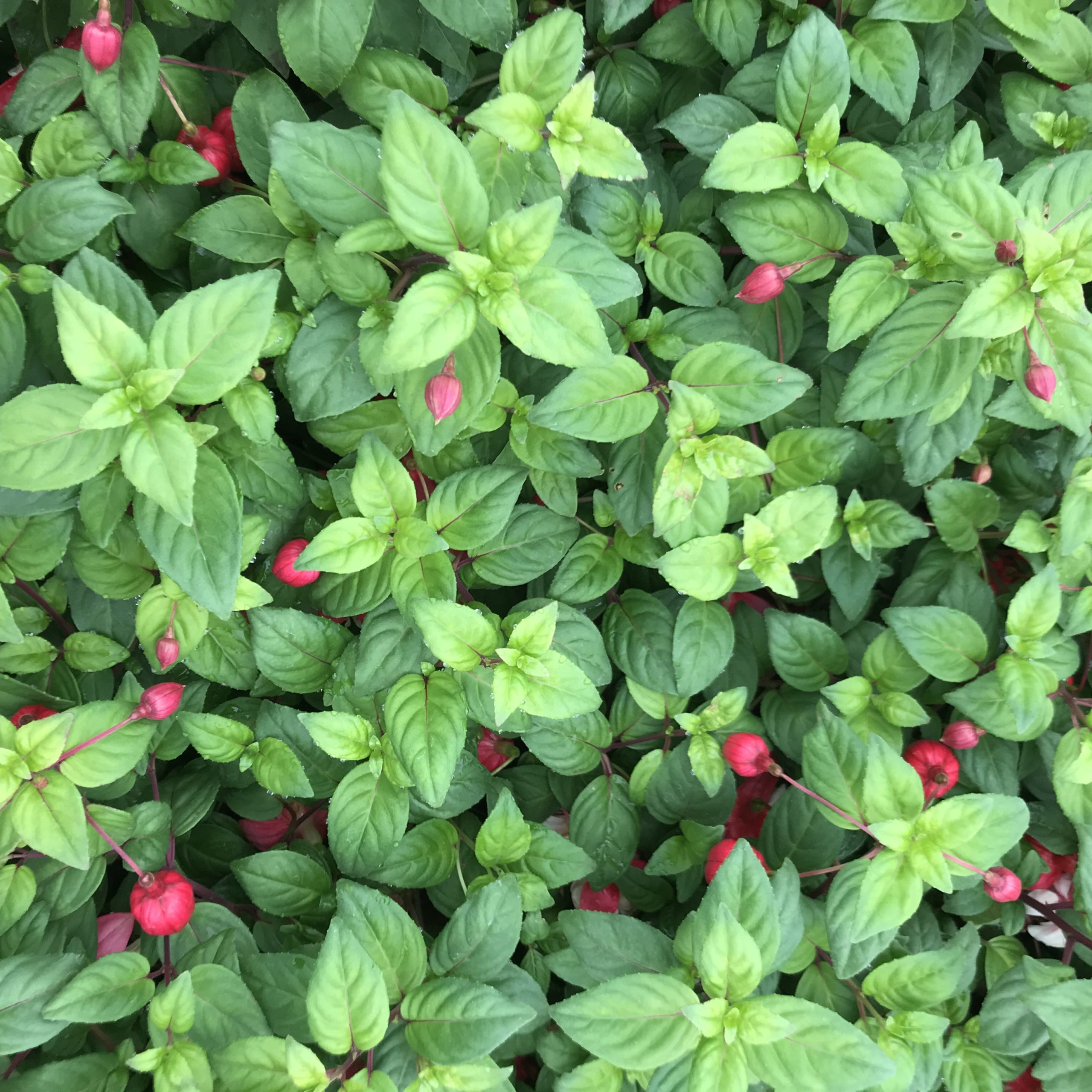 Fuchsia 'Catalina' (5.5" Pot) - Image 3