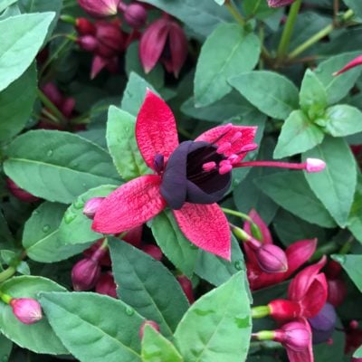 Fuchsia 'DebRon's Black Cherry' (#1 Round)