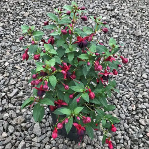Fuchsia 'DebRon's Black Cherry' (#1 Round) | Little Prince of Oregon Nursery