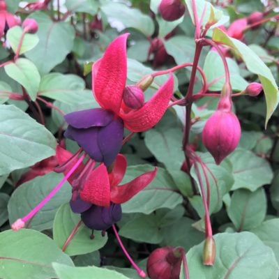 Fuchsia 'DebRon's Smokey Blues' (#1 Round)