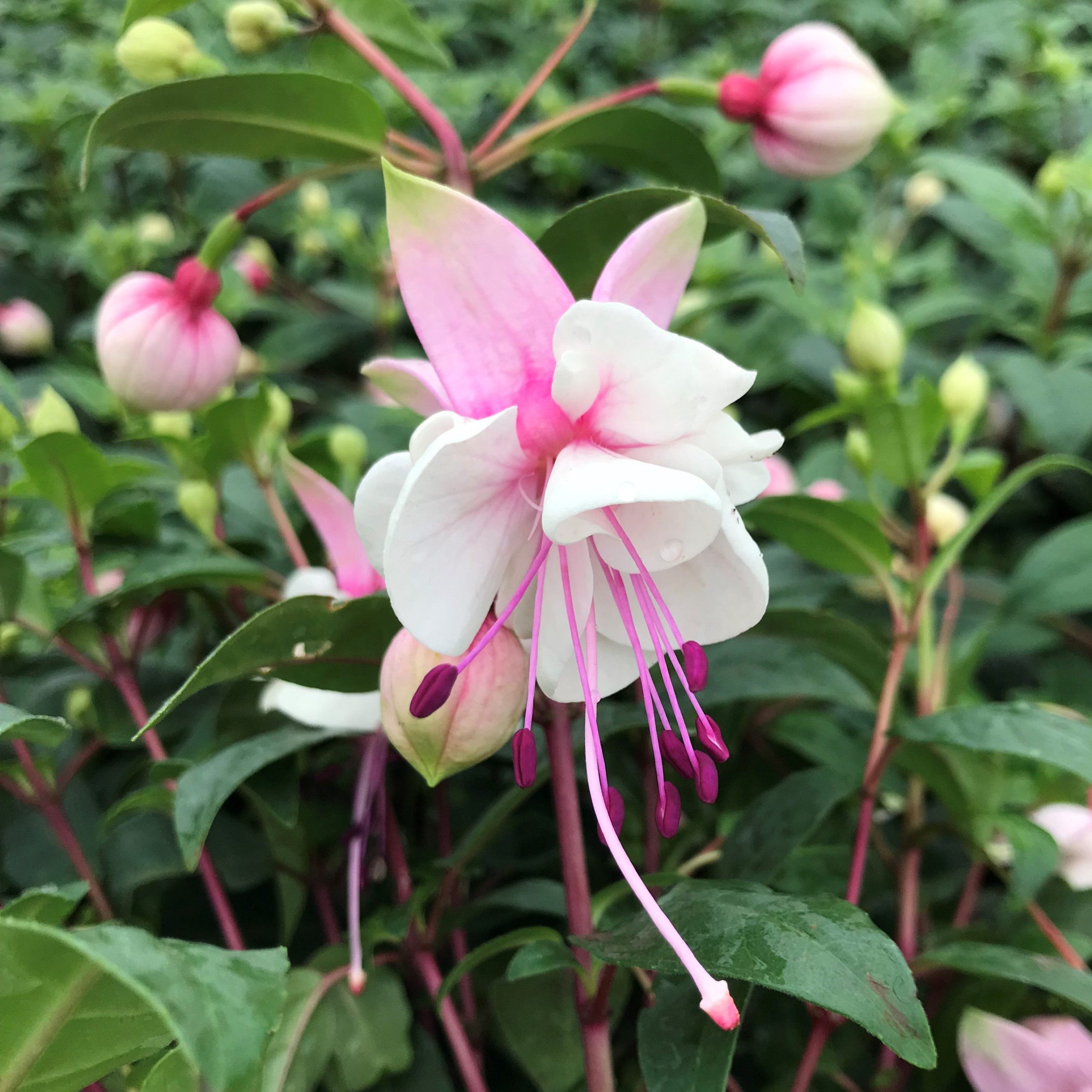 Fuchsia 'DebRon's Snow Fairy' (#1 Round)