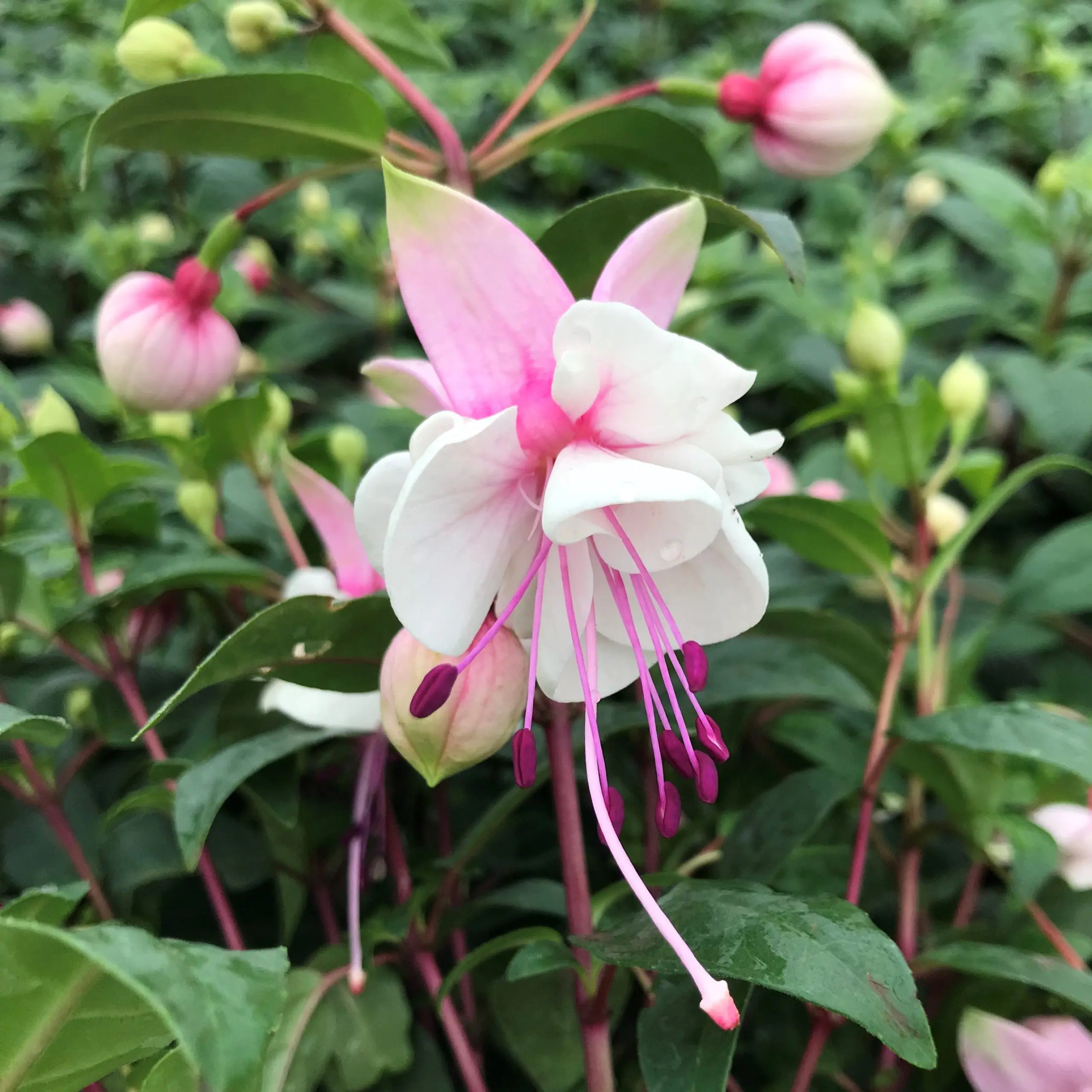 Fuchsia 'DebRon's Snow Fairy' (#1 Round) | Little Prince of Oregon