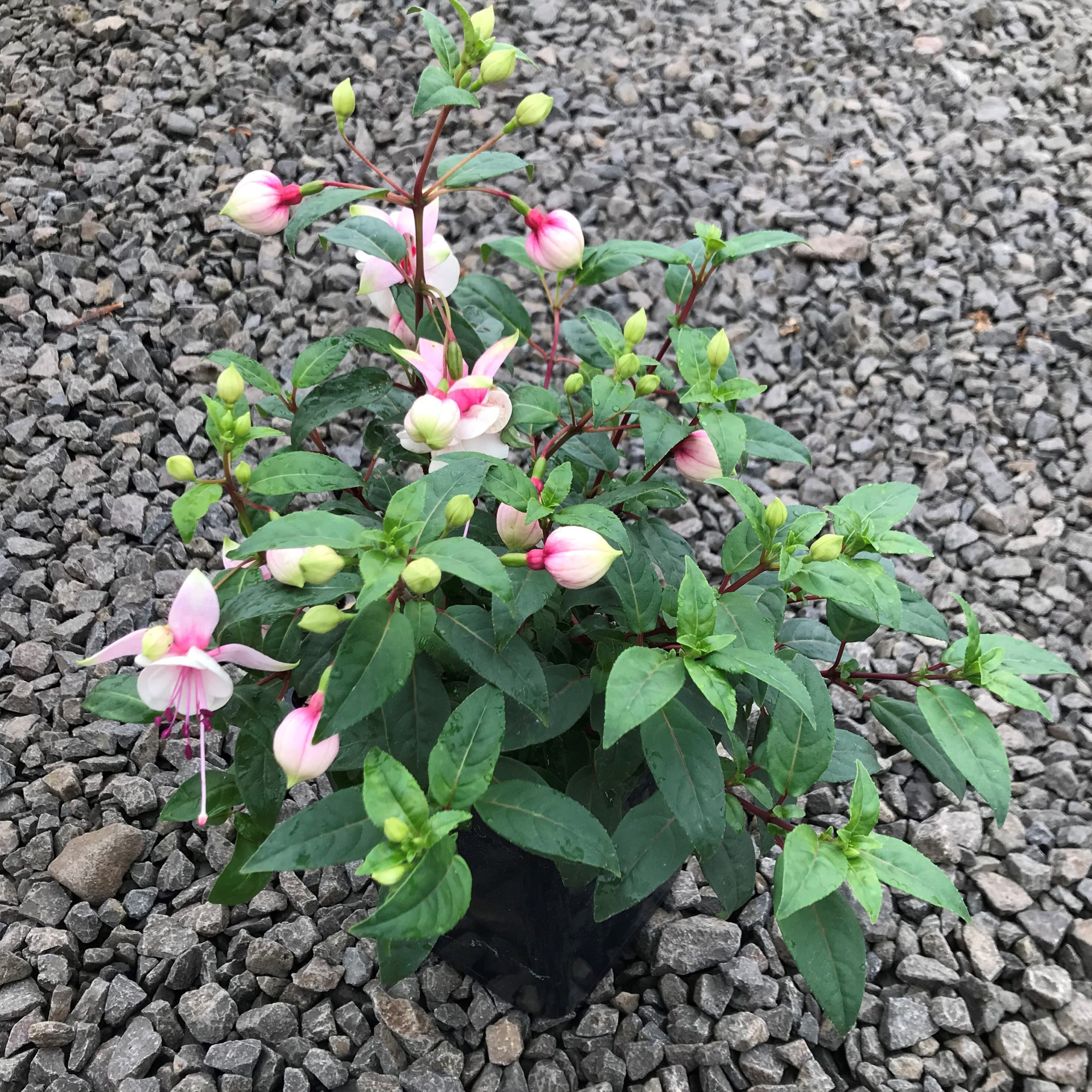 Fuchsia 'DebRon's Snow Fairy' (#1 Round) - Image 2