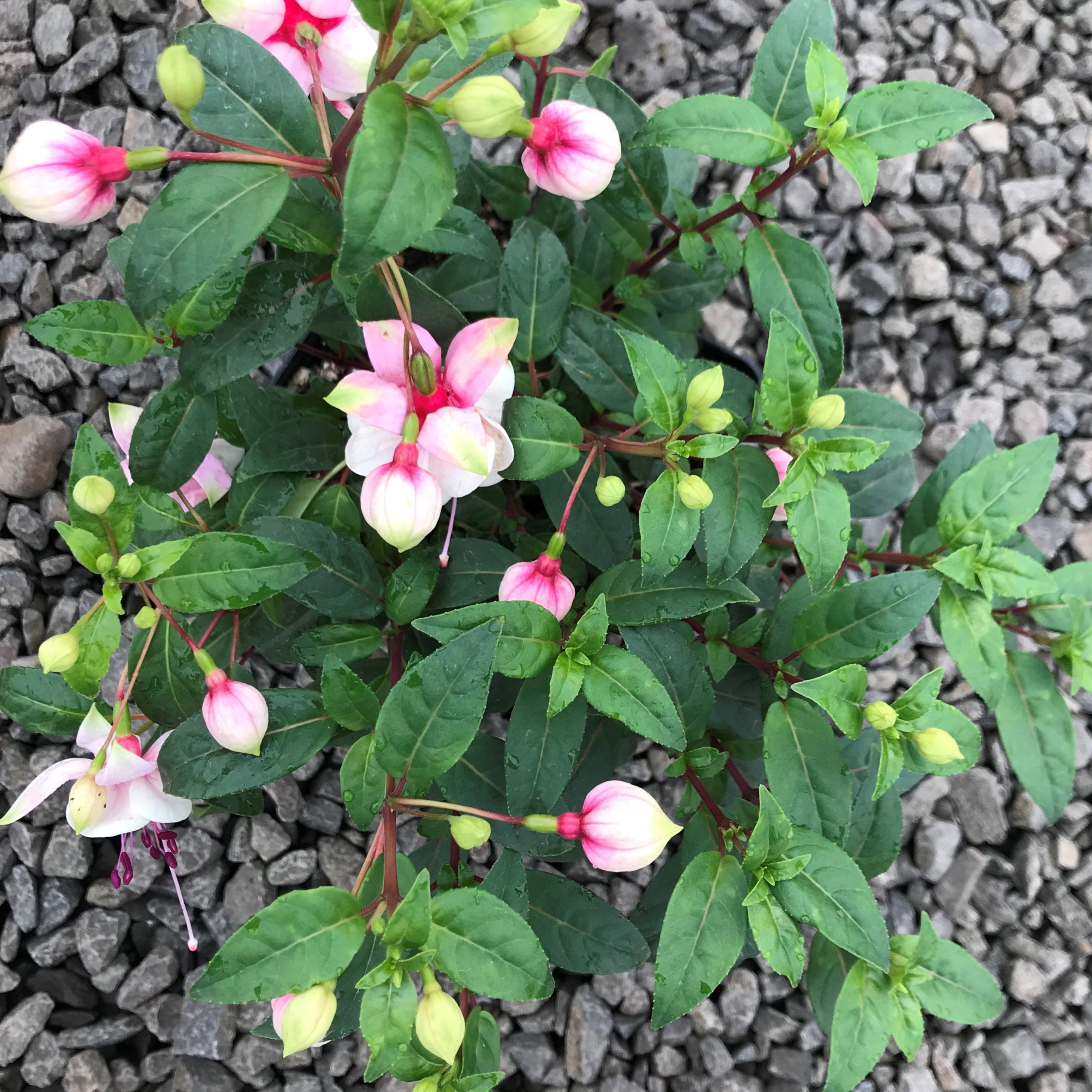 Fuchsia 'DebRon's Snow Fairy' (#1 Round) - Image 3