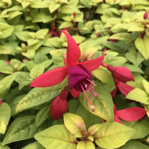 Fuchsia 'Golden Herald' (#1 Round) | Little Prince of Oregon Nursery