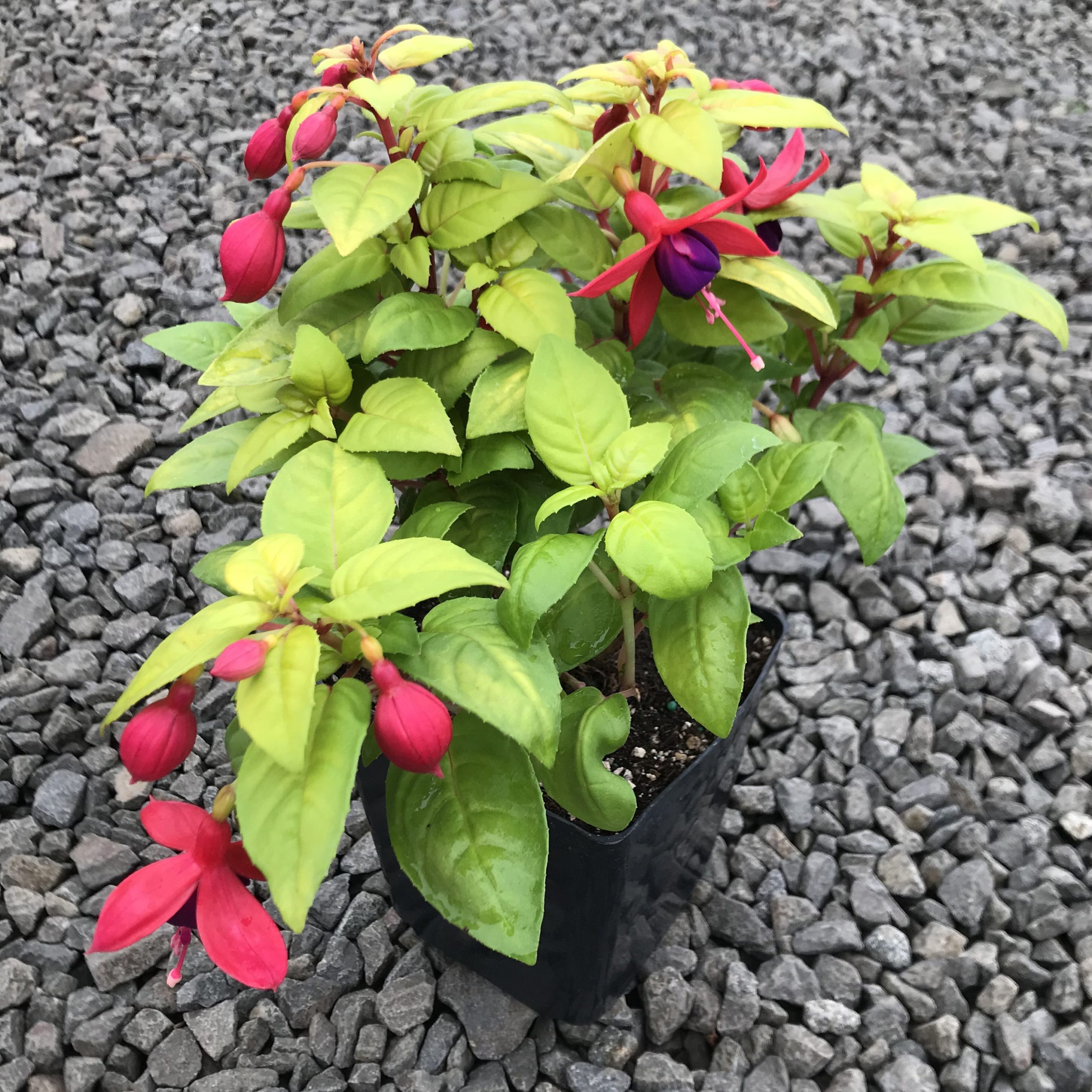 Fuchsia 'Golden Herald' (#1 Round) - Image 3