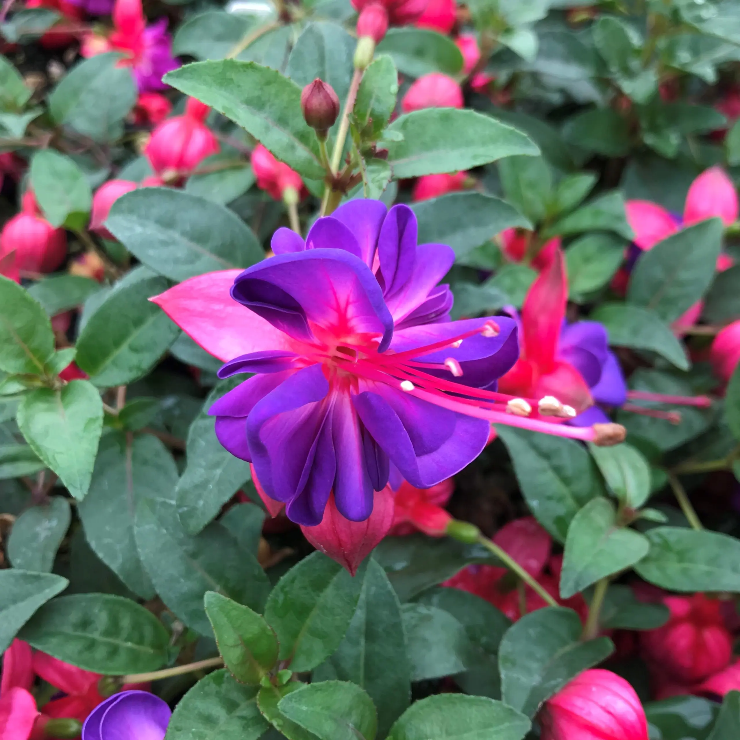 Fuschia-Heidi-Joy-November-