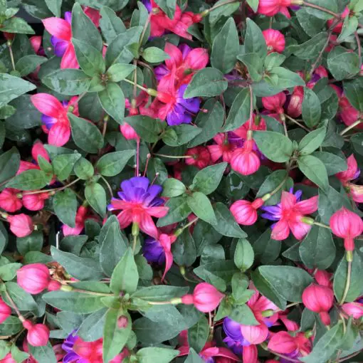 Fuchsia 'Heidi Joy' (5.5
