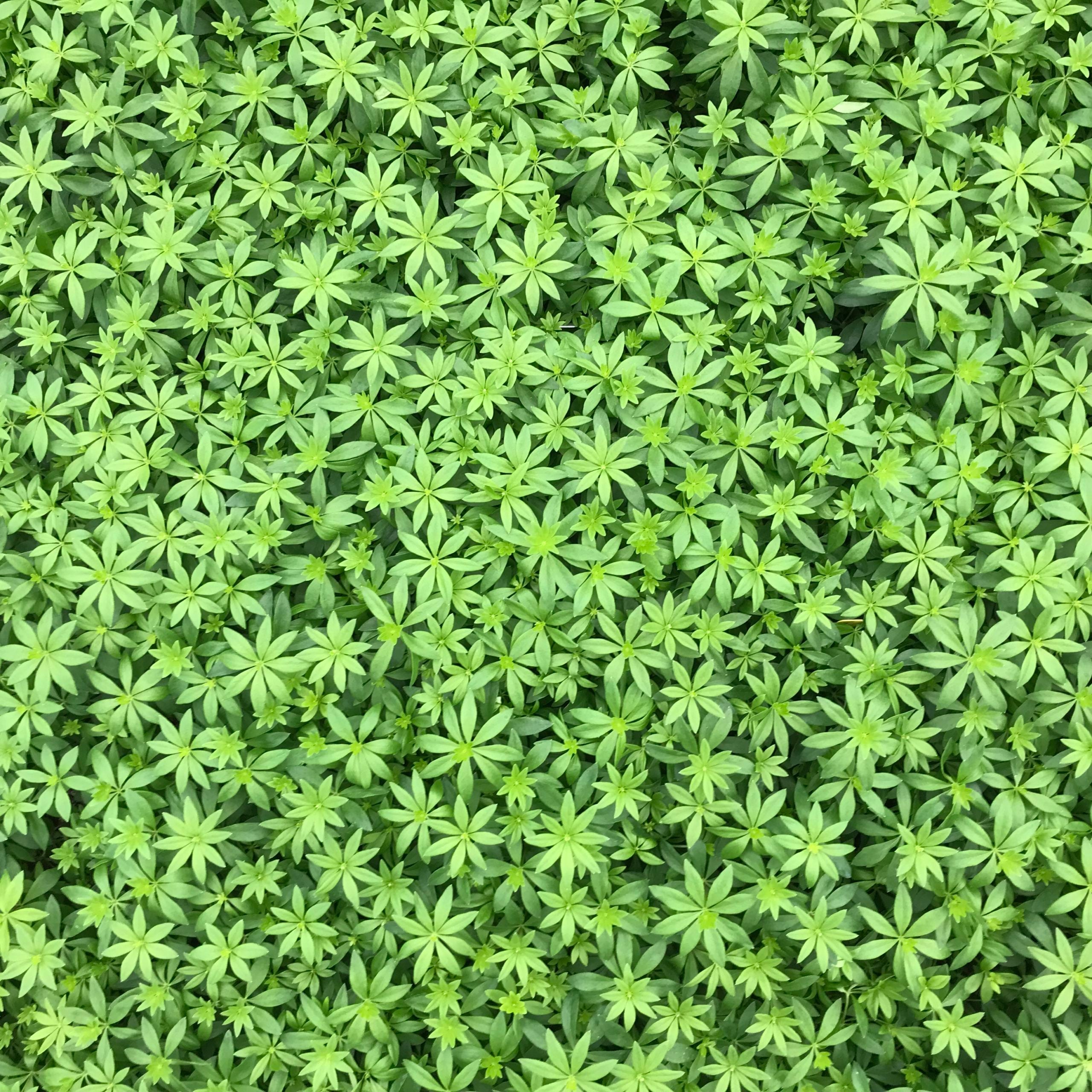 Galium odoratum - Sweet Woodruff (3.5" pot) - Image 6