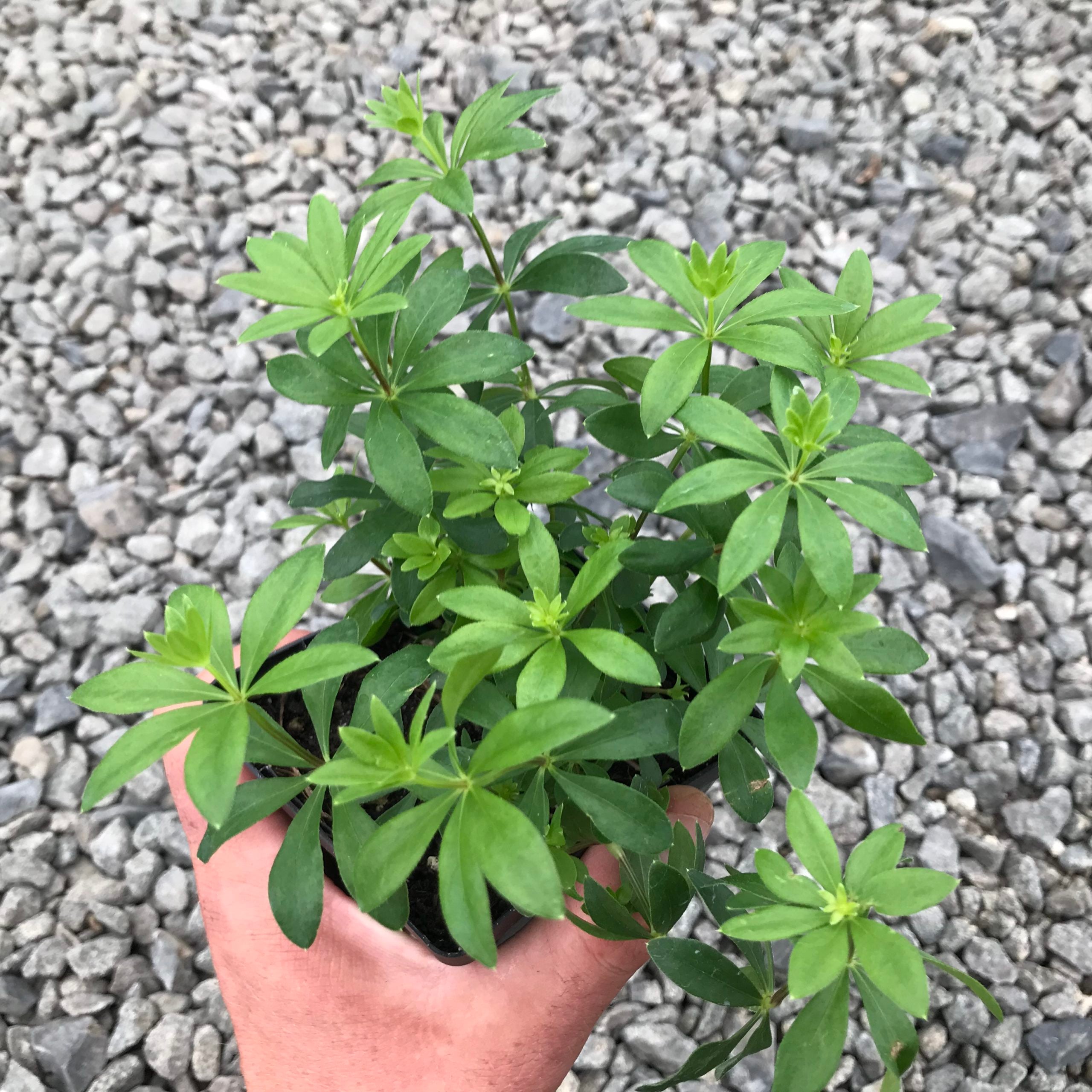 Galium odoratum - Sweet Woodruff (3.5" pot) - Image 4