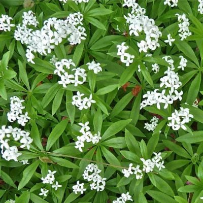 Galium odoratum - Sweet Woodruff (3.5" pot)