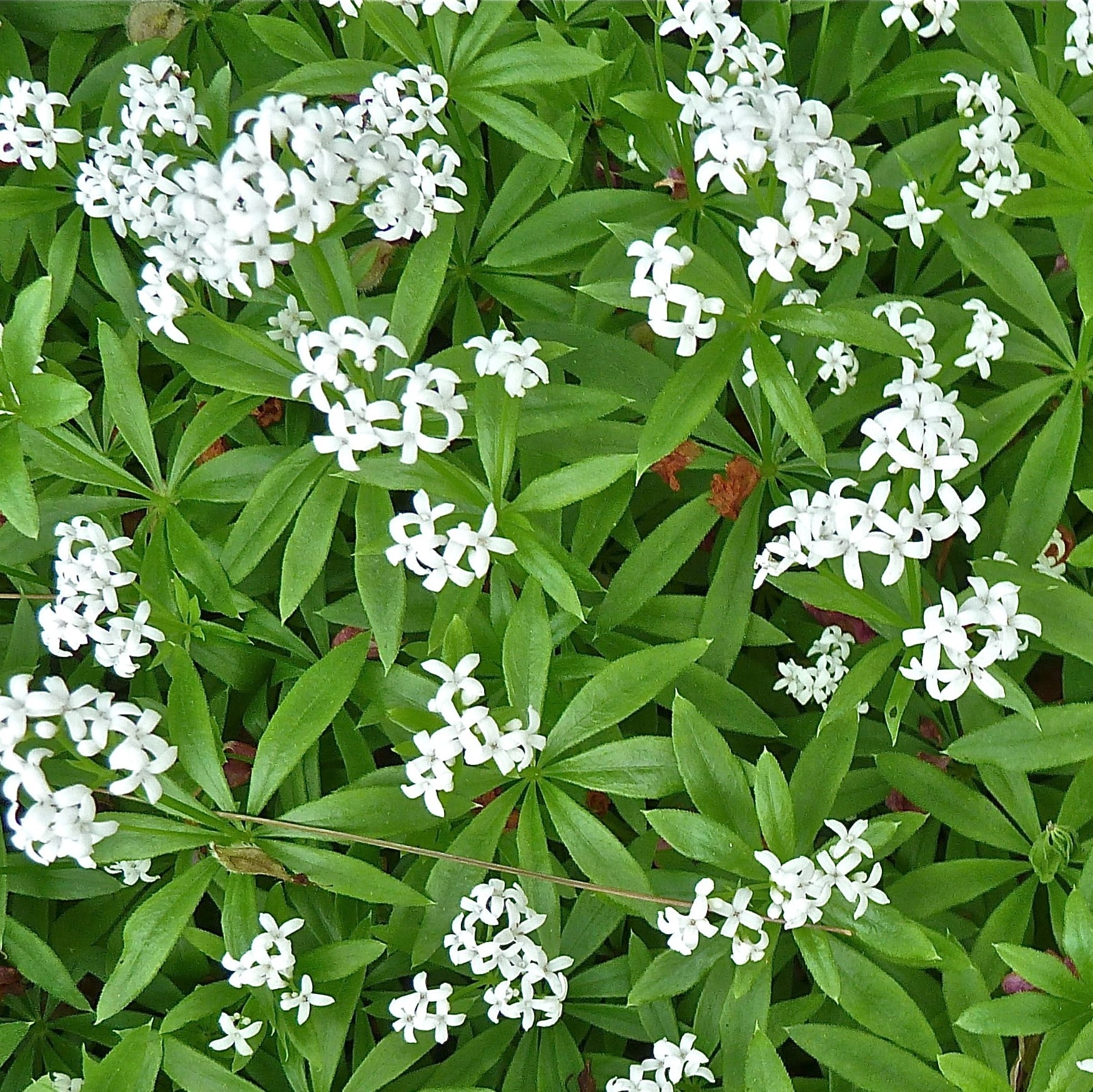 Galium odoratum - Sweet Woodruff (3.5" pot)