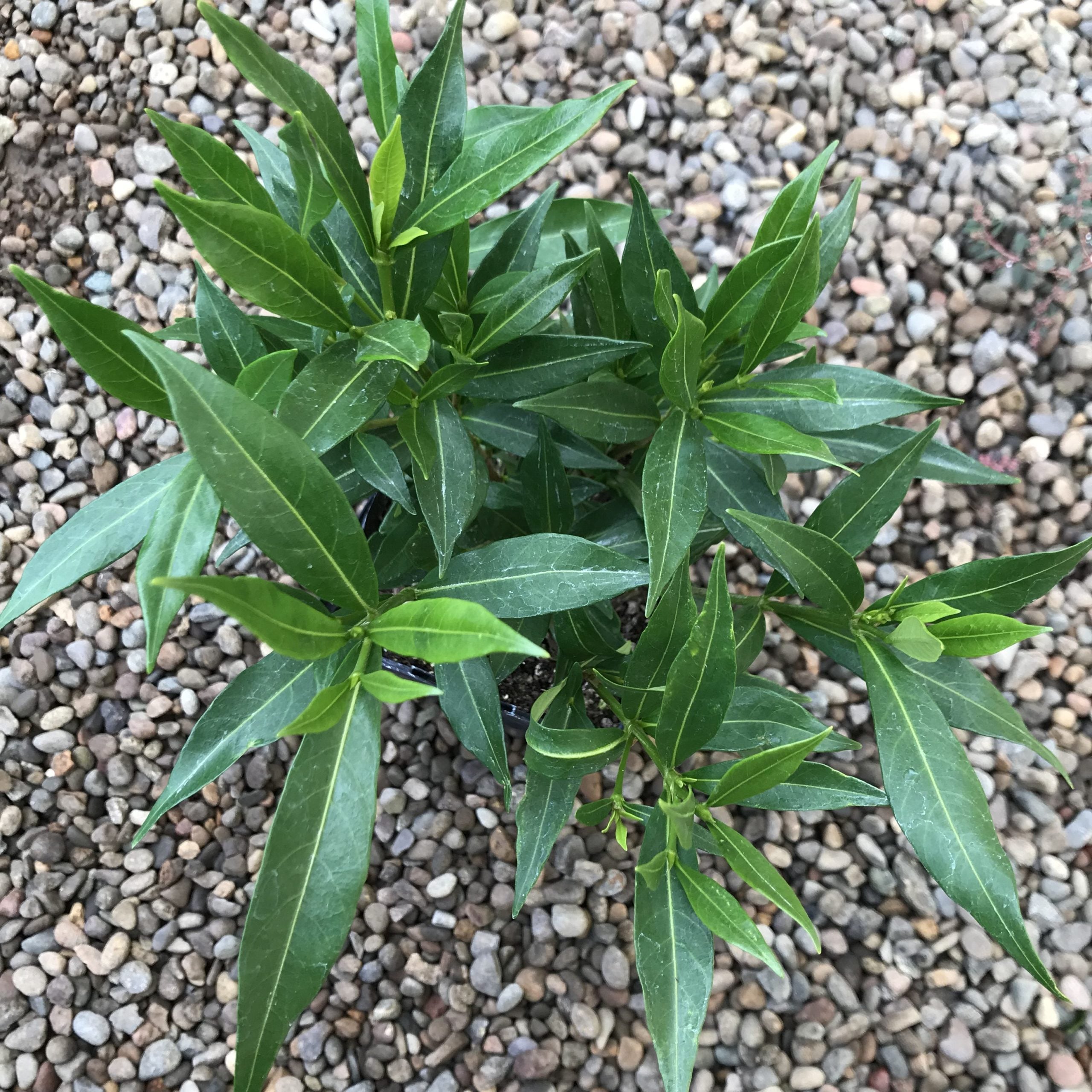 Gardenia jasminoides 'Frostproof' - Cape Jasmine (4.5" Pot) - Image 5