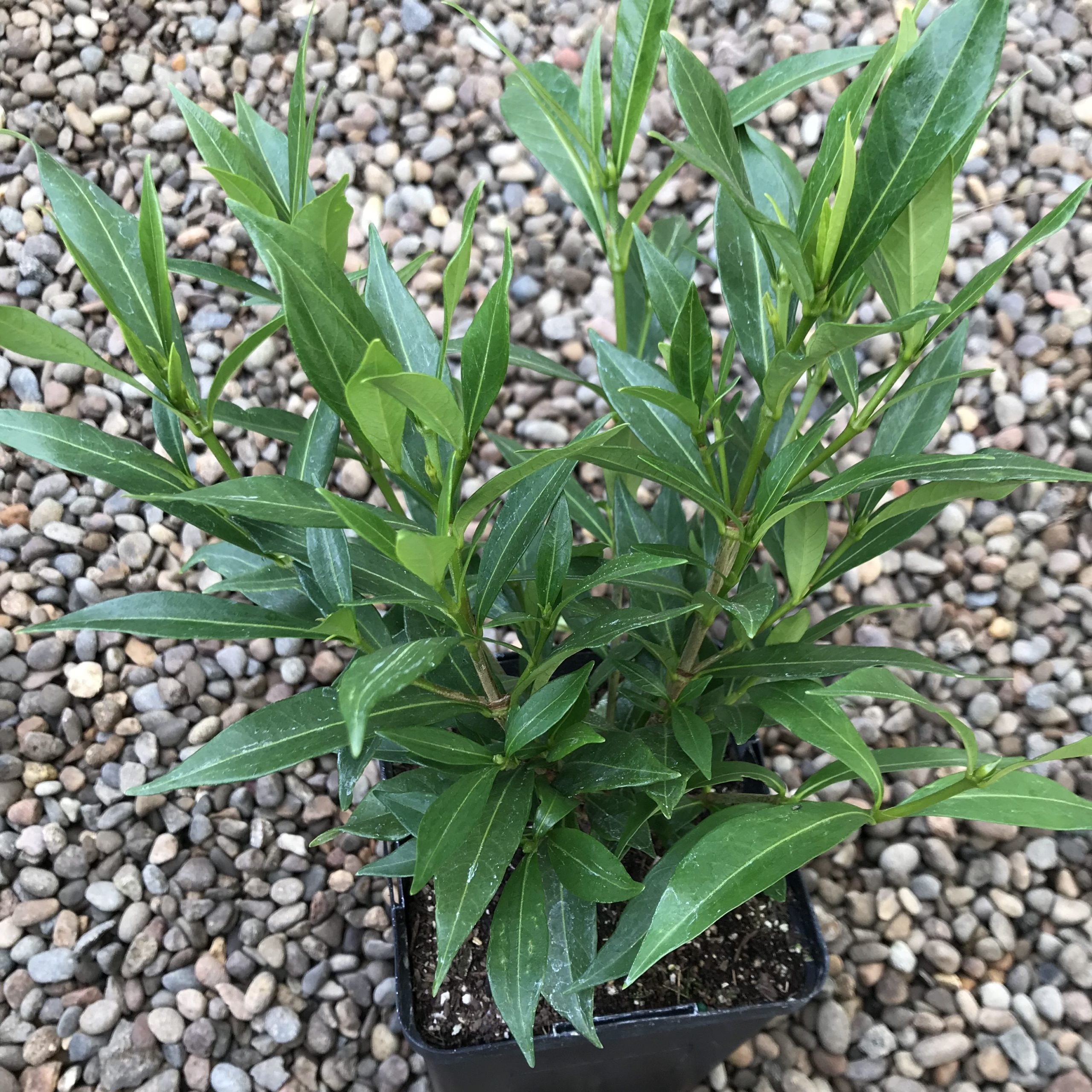 Gardenia jasminoides 'Frostproof' - Cape Jasmine (4.5" Pot) - Image 4