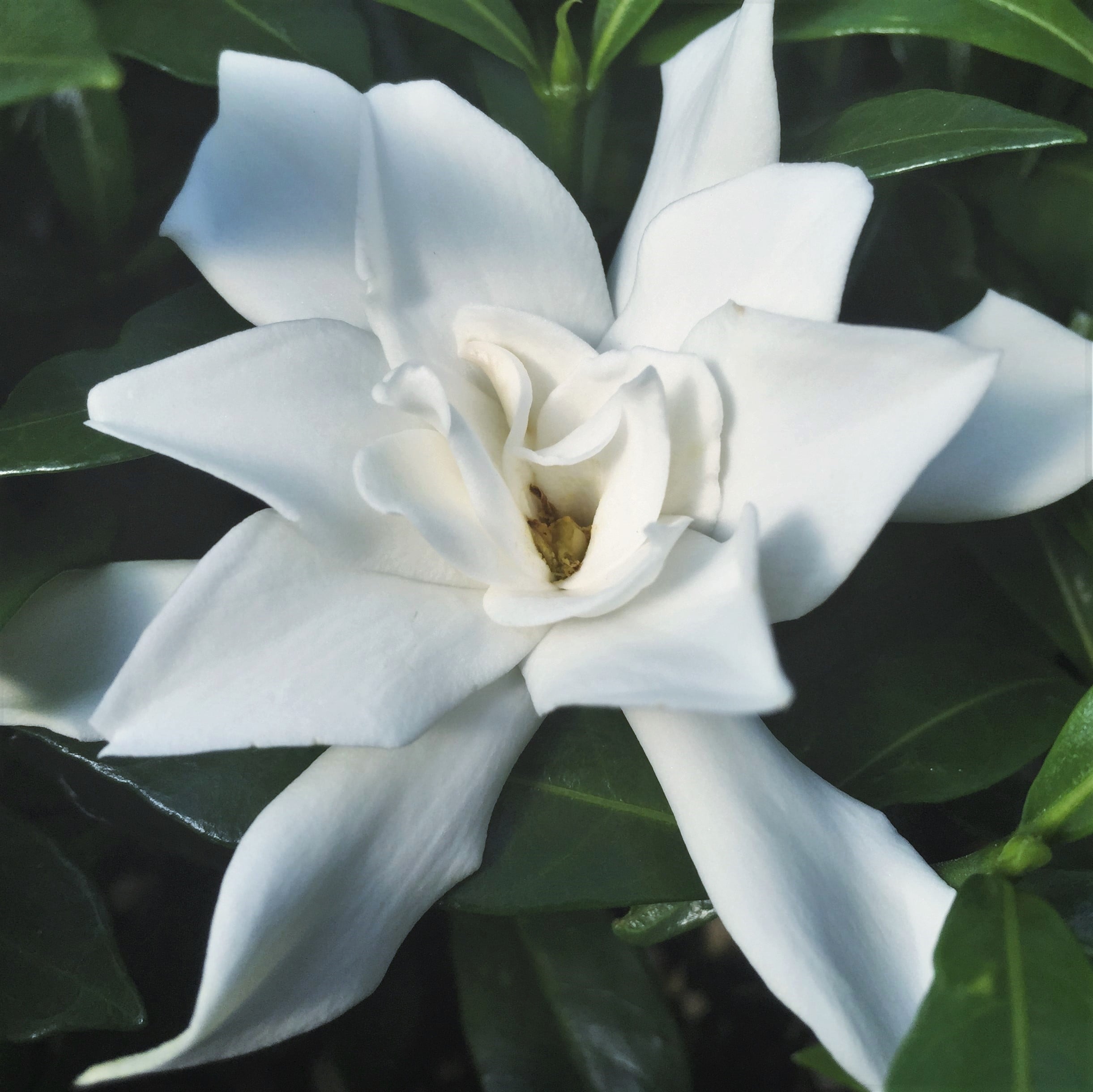 Gardenia jasminoides 'Frostproof' - Cape Jasmine (4.5" Pot) - Image 3