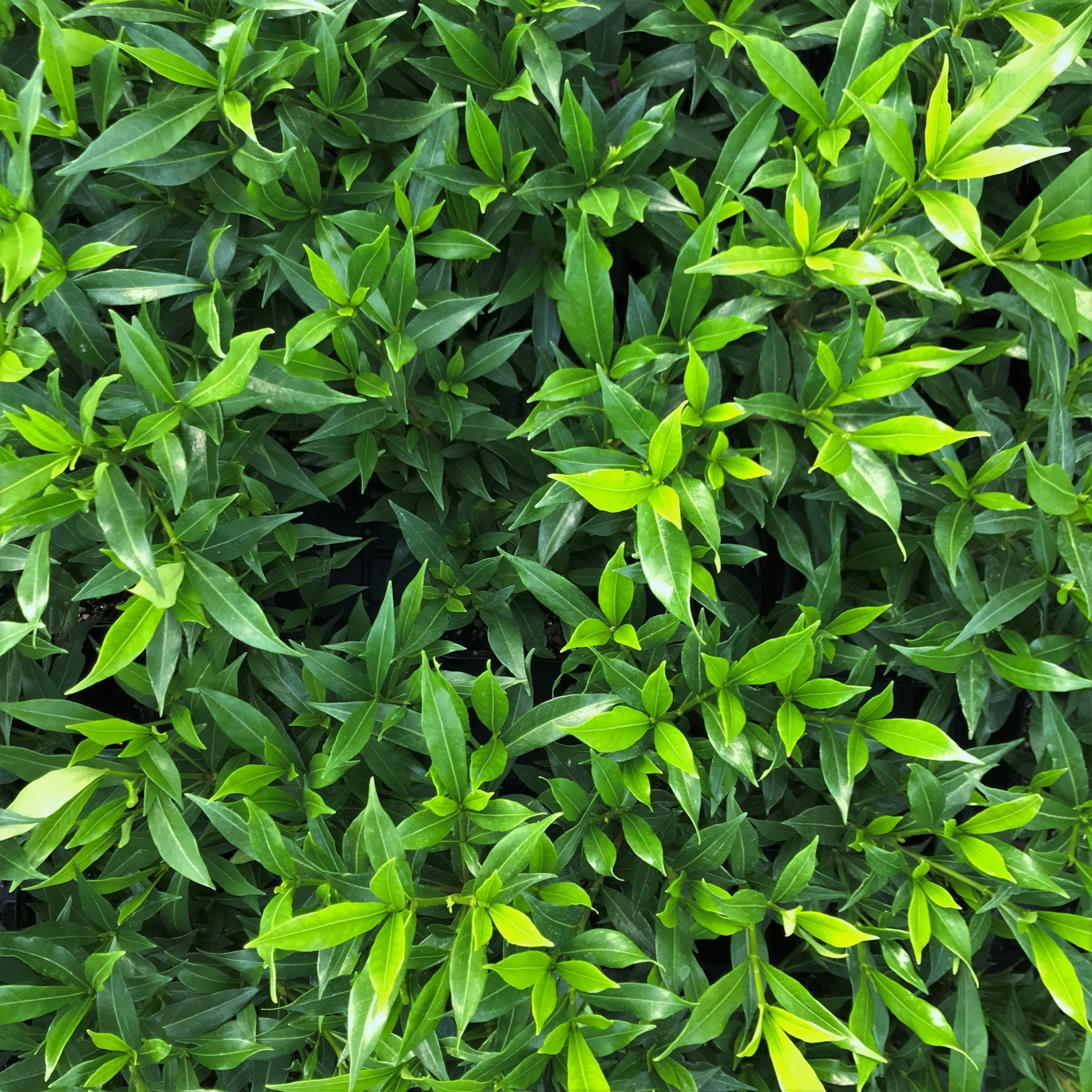 Gardenia jasminoides 'Frostproof' - Cape Jasmine (4.5" Pot) - Image 6