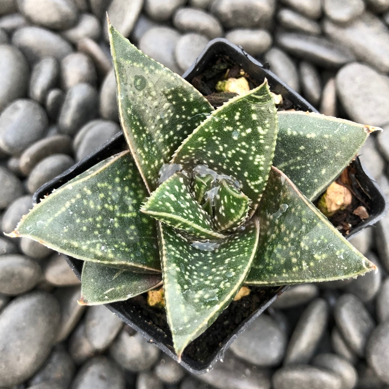 Gasteria 'Limpopo' - Limpopo Ox Tongue (2" Pot) - Image 2