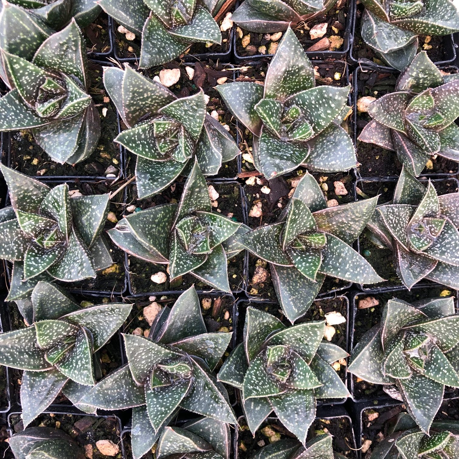 Gasteria 'Limpopo' - Limpopo Ox Tongue (2" Pot) - Image 4