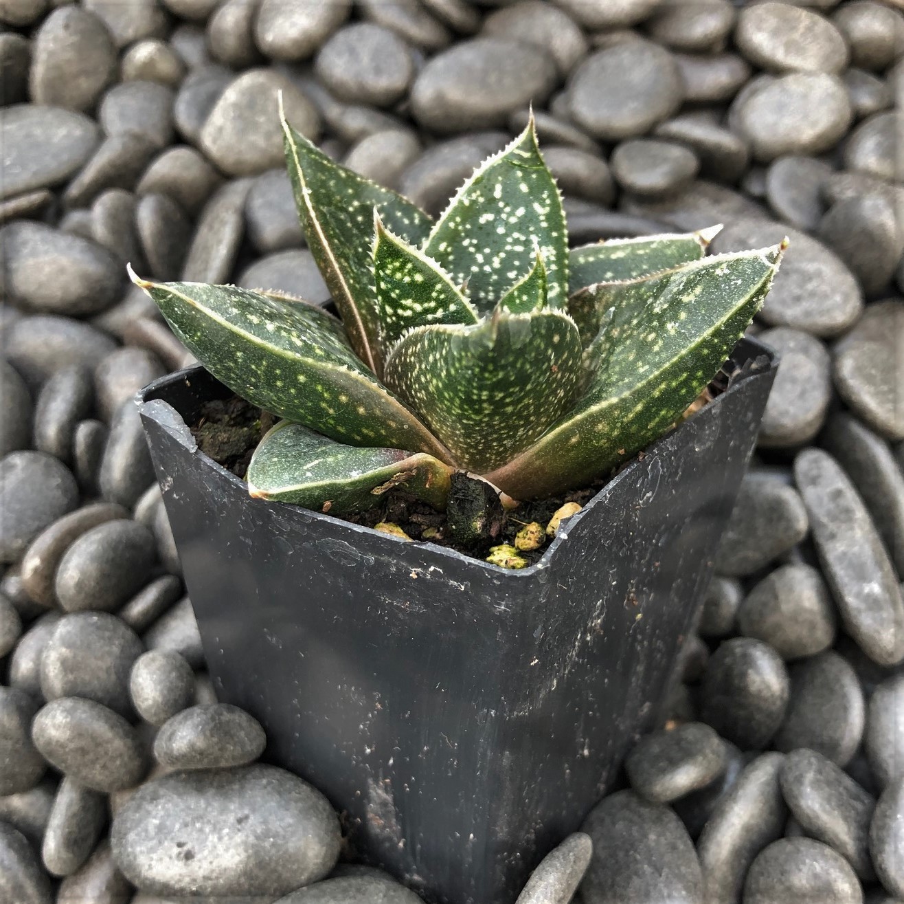 Gasteria 'Limpopo' - Limpopo Ox Tongue (2" Pot) - Image 3