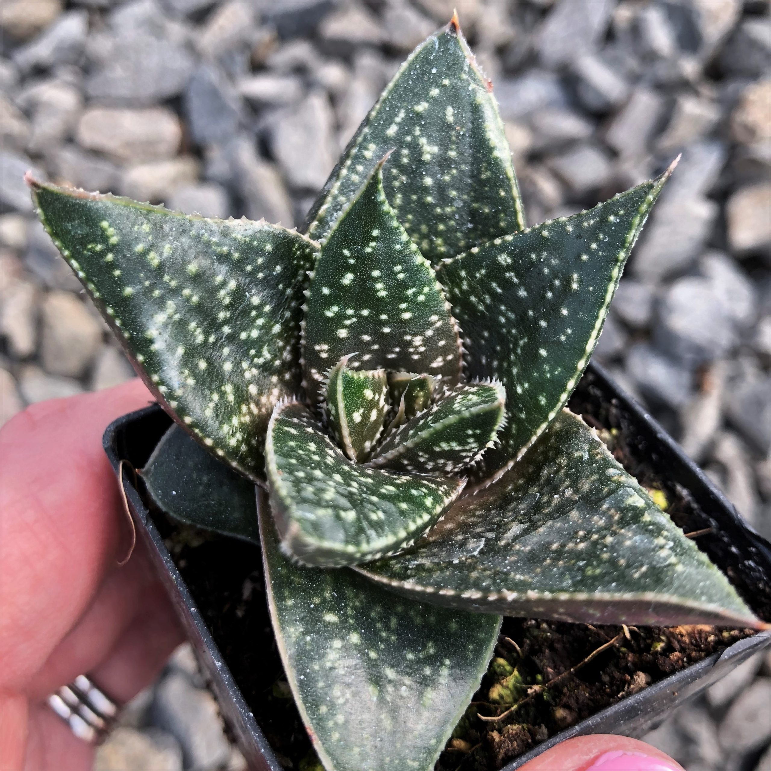 Gasteria 'Limpopo' - Limpopo Ox Tongue (2" Pot)