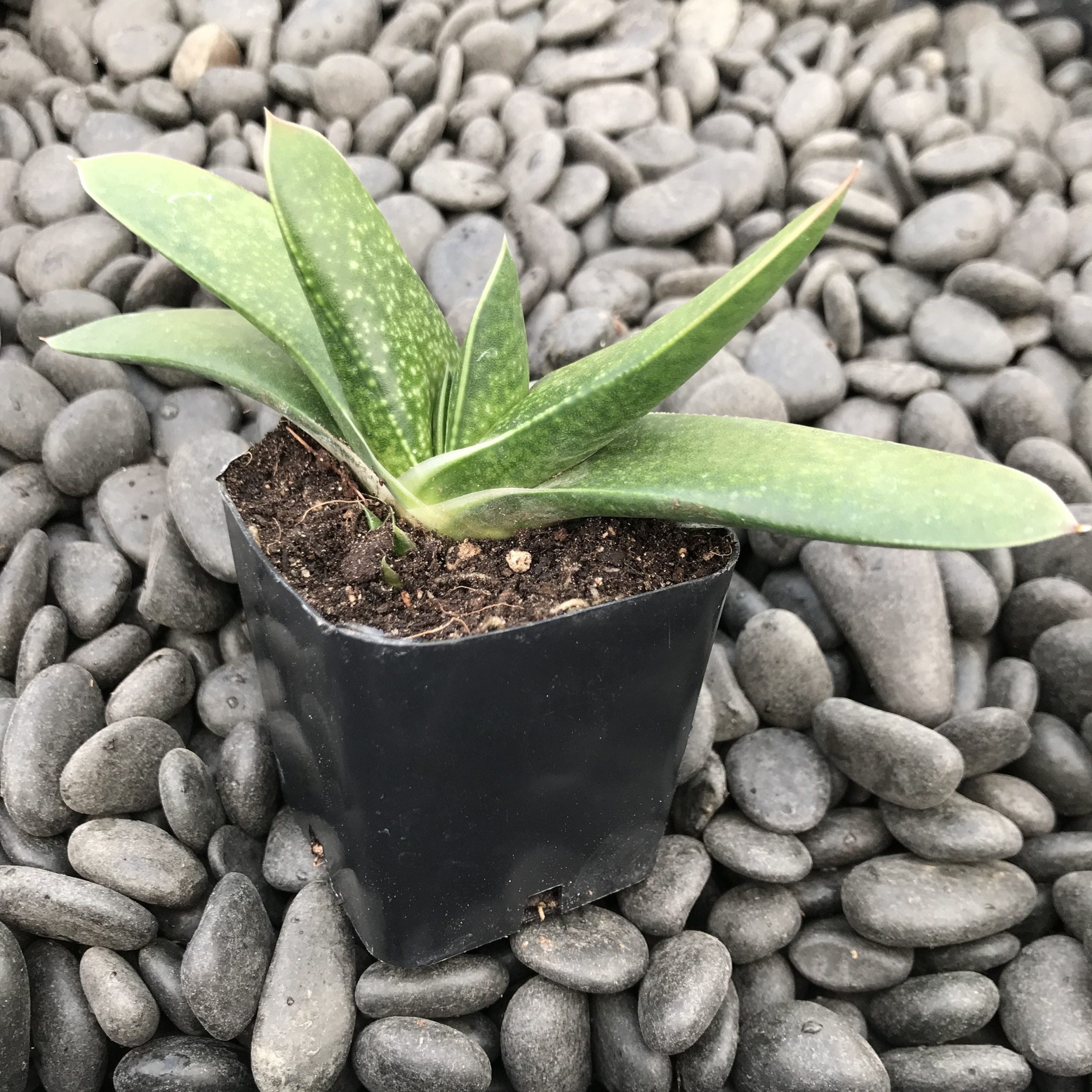 fdige palmlilie kaufen Yucca filamentosa