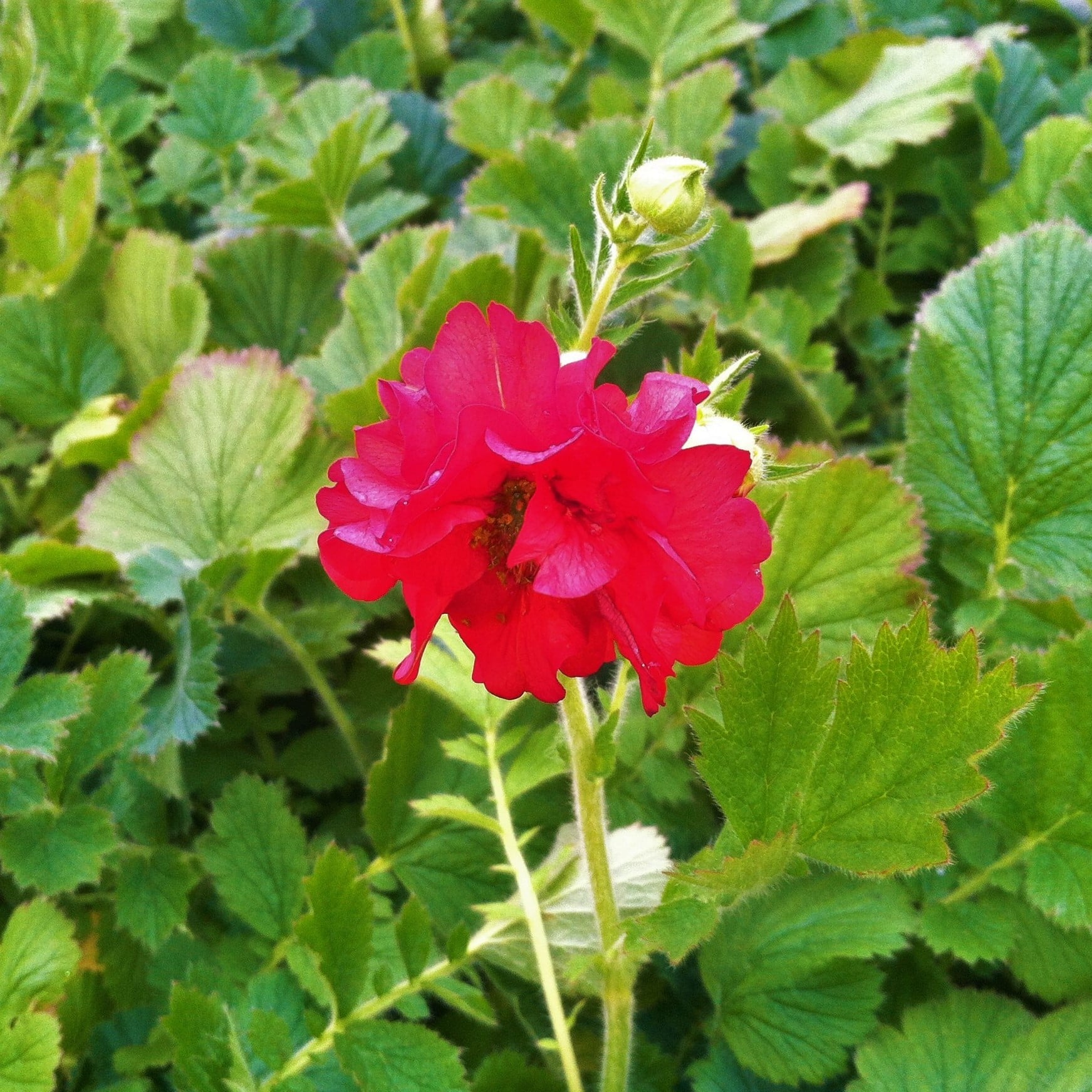 Geum chiloense 'Double Bloody Mary' - Avens (4" Pot) - Image 2