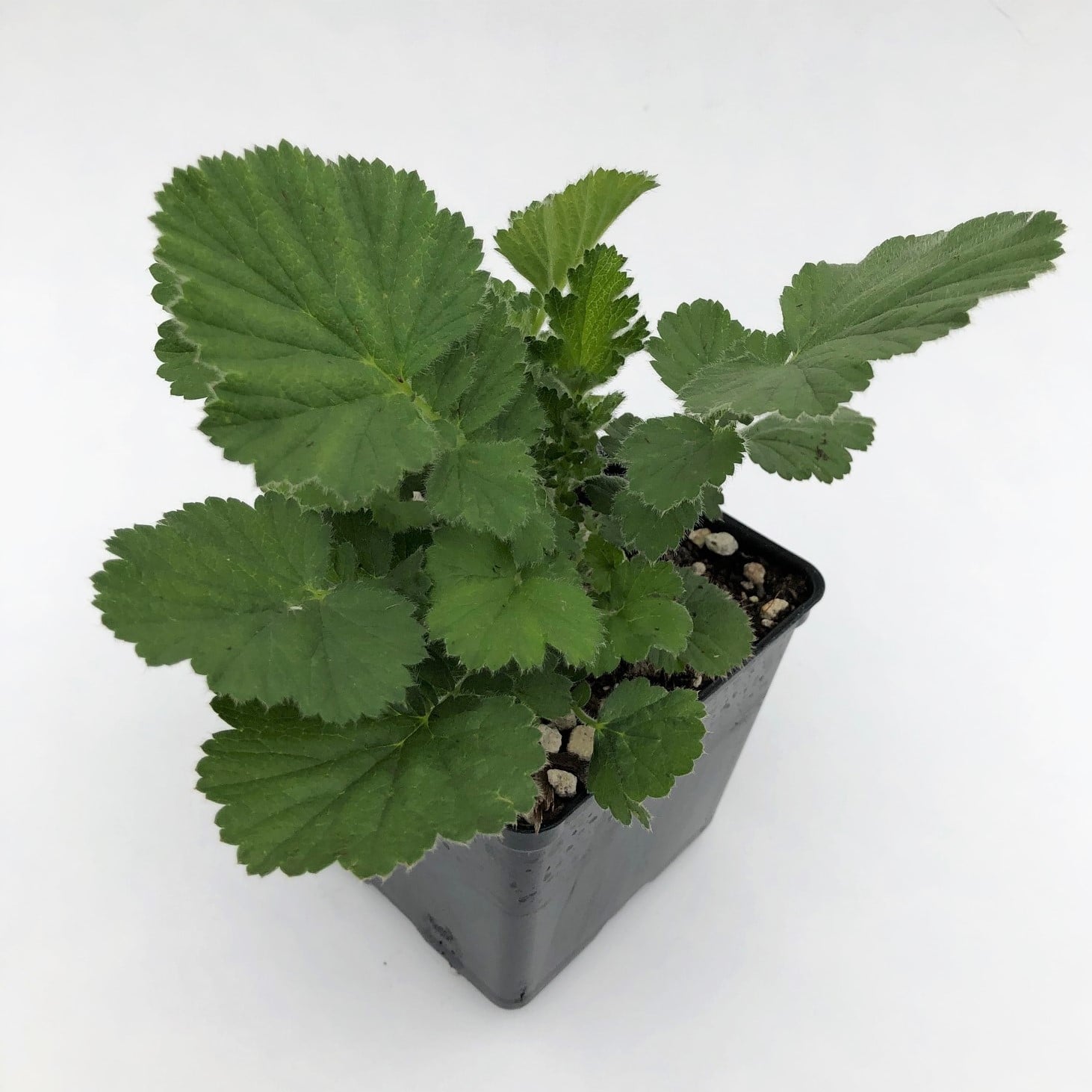 Geum chiloense 'Double Bloody Mary' - Avens (4" Pot) - Image 3