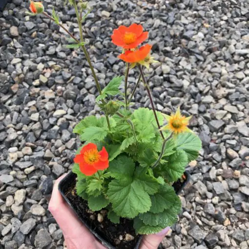 Geum coccineum 'Koi' - Avens (4" Pot) | Little Prince of Oregon Nursery