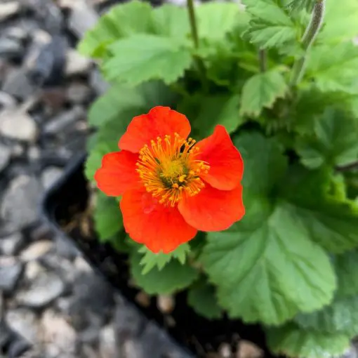 Geum coccineum 'Koi' - Avens (4" Pot) | Little Prince of Oregon Nursery