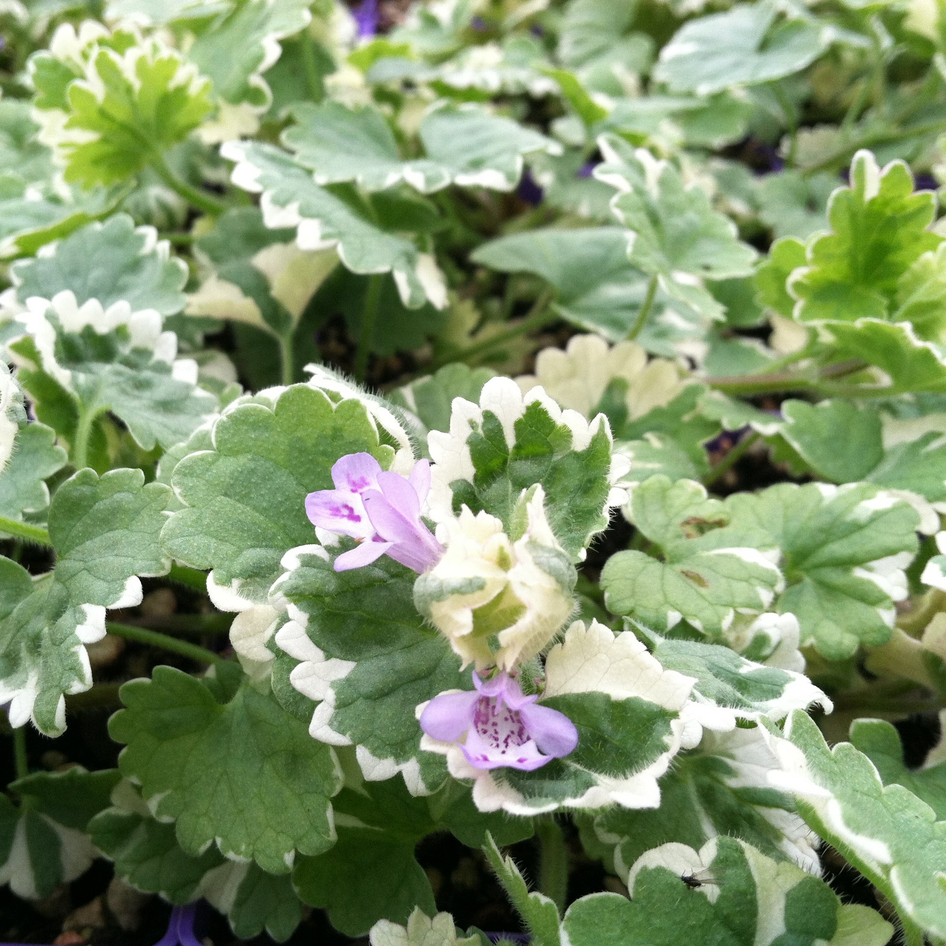 Glechoma hederacea 'Variegata' - Variegated Ground Ivy (3.5" Pot) | Little  Prince of Oregon Nursery