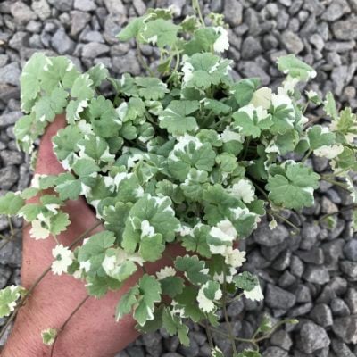Glechoma hederacea 'Variegata' - Variegated Ground Ivy (3.5" Pot)