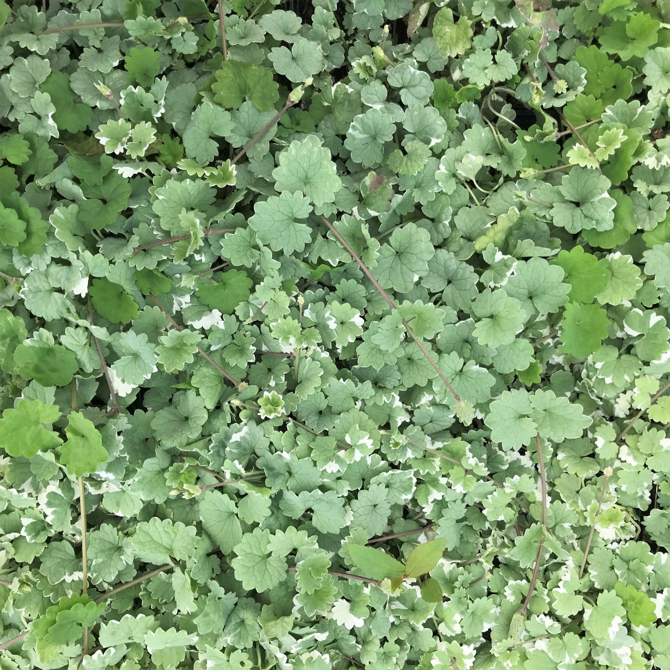 Glechoma hederacea 'Variegata' - Variegated Ground Ivy (3.5" Pot) | Little  Prince of Oregon Nursery