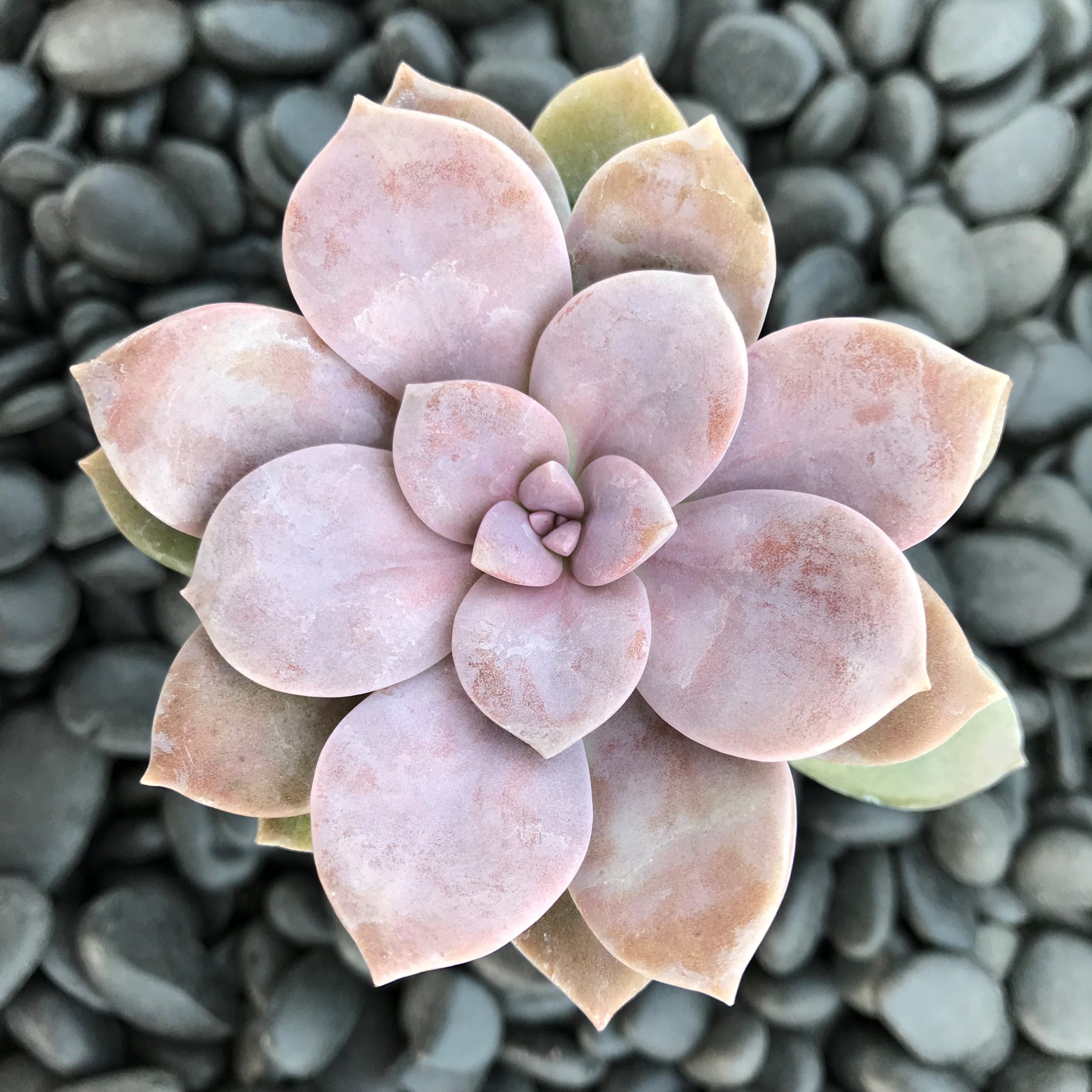 Graptopetalum pentandrum superbum (2" Pot)