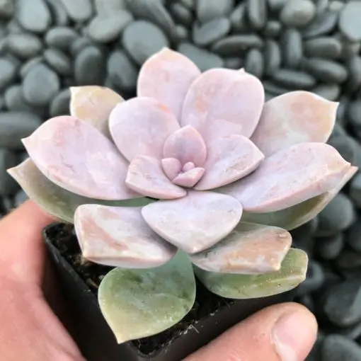 künstliche nordmanntanne 210 cm Nordmanntanne 210 cm mit toller Lichterkette