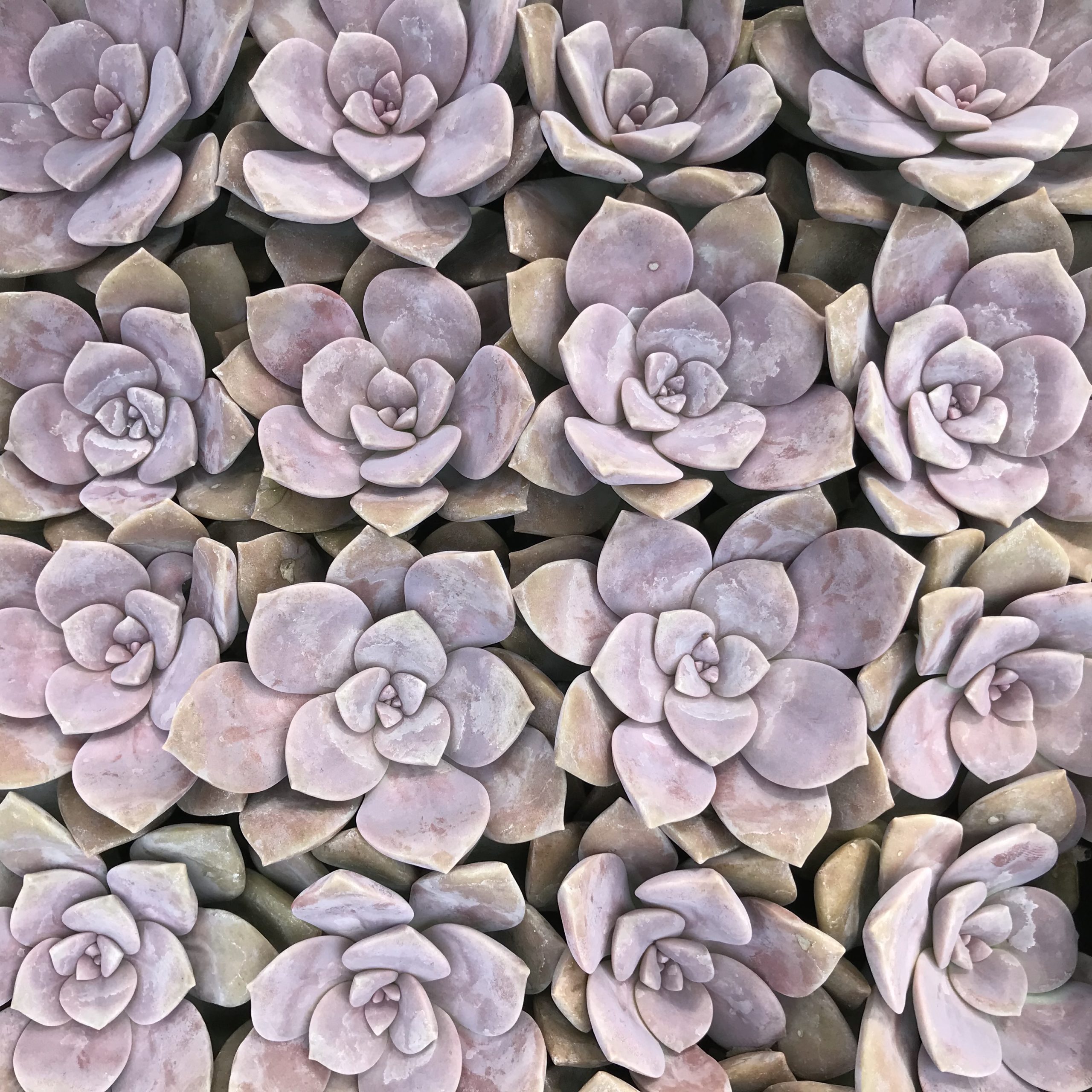 Graptopetalum pentandrum superbum (2" Pot) - Image 4