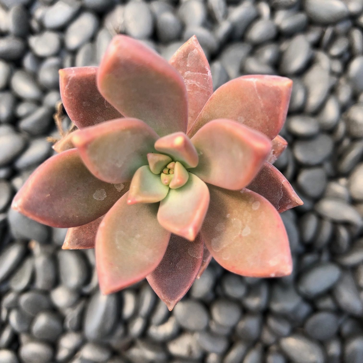 Graptosedum 'California Sunset' (2" Pot) - Image 2