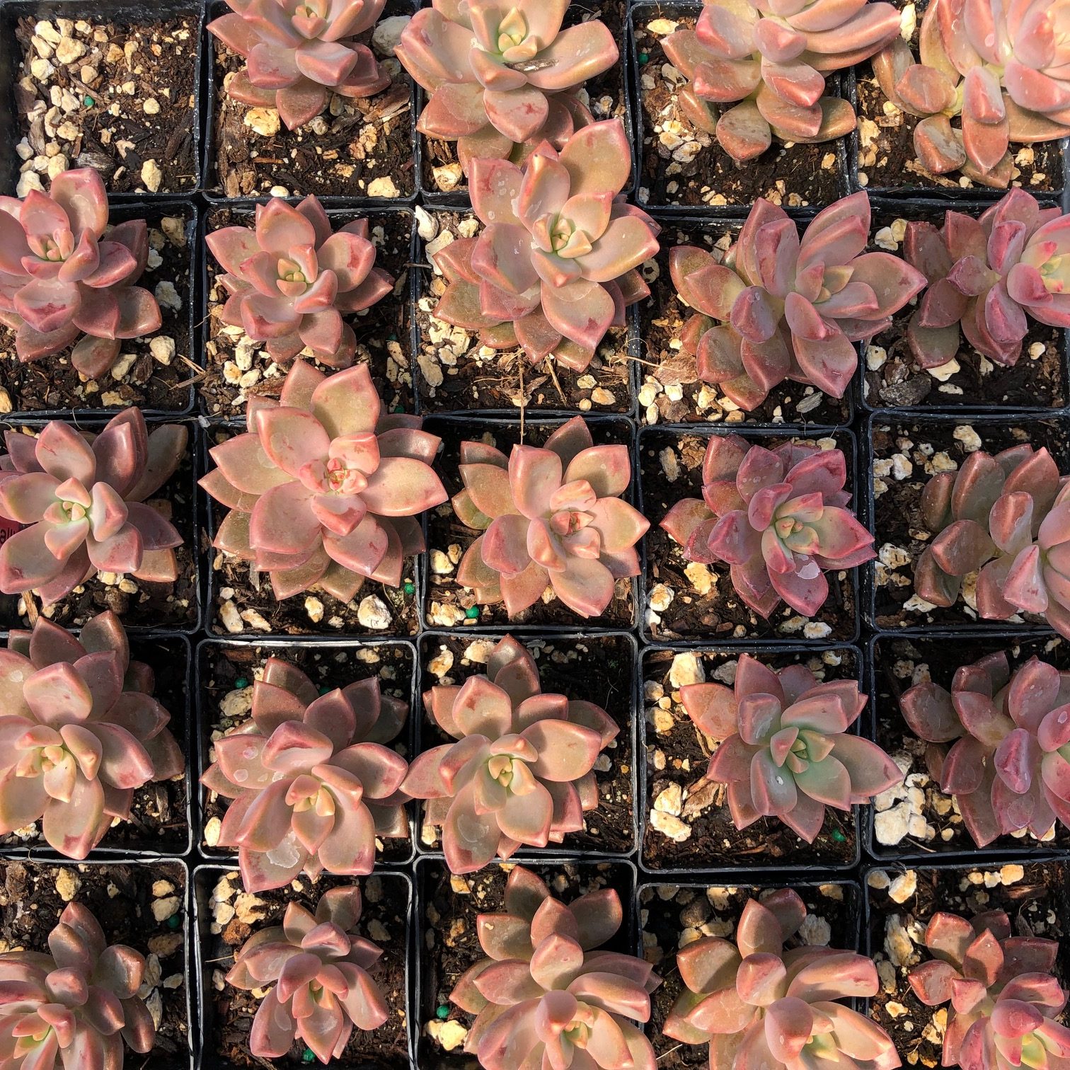 Graptosedum 'California Sunset' (2" Pot) - Image 3