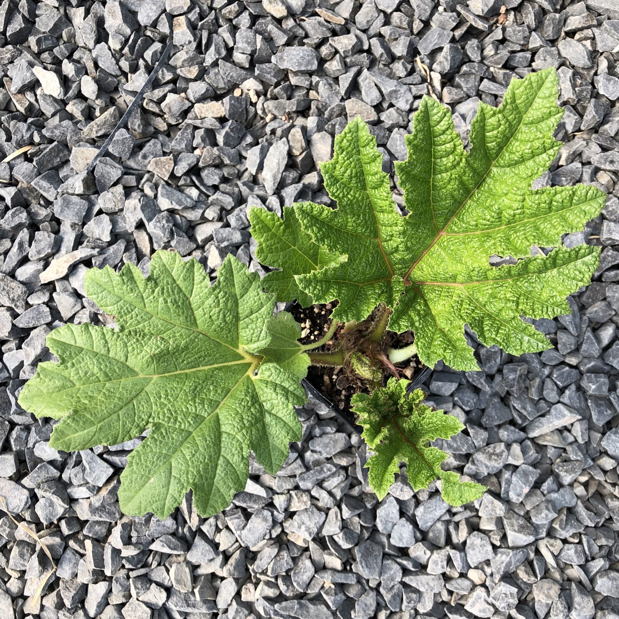 Gunnera tinctoria - Dinosaur Food (#1 Round) - Image 9