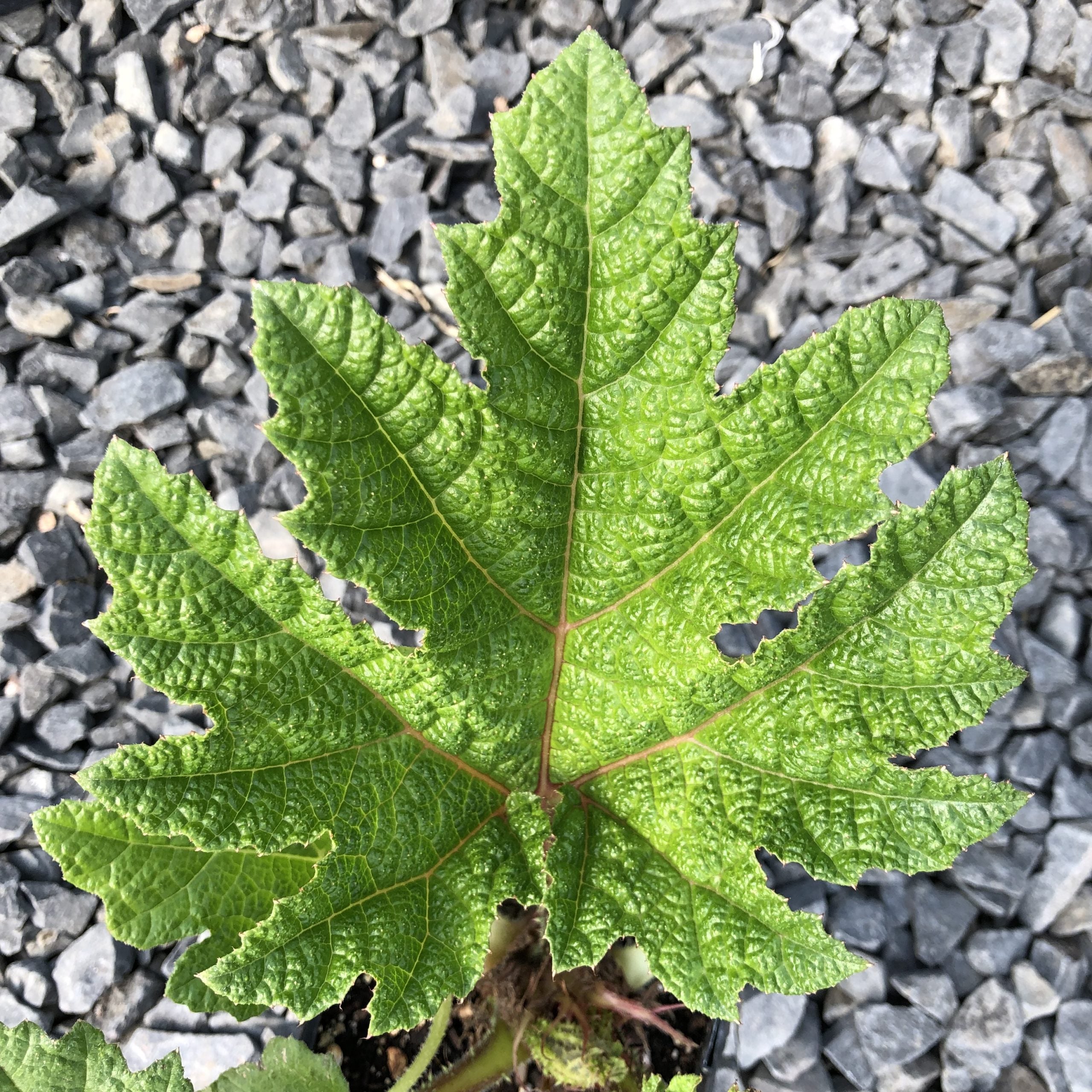 Gunnera tinctoria - Dinosaur Food (#1 Round) - Image 10
