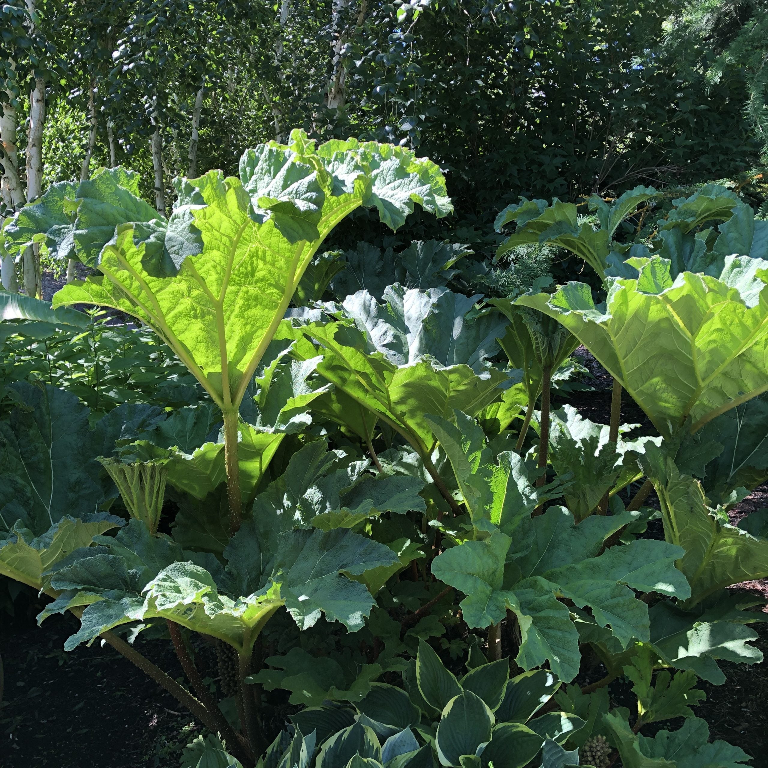 Gunnera tinctoria - Dinosaur Food (#1 Round) - Image 2