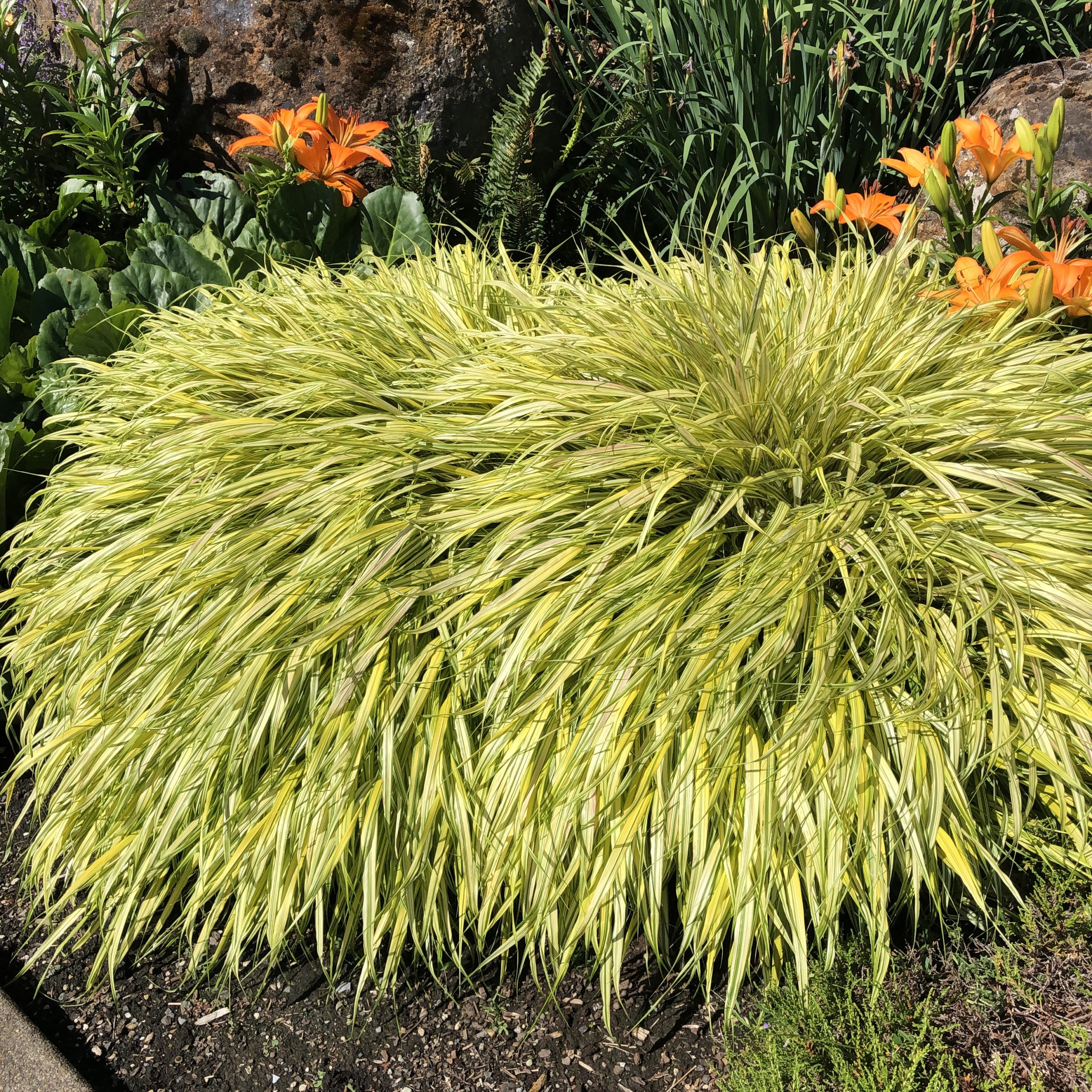 Hakonechloa Macra Aureola Hakone Grass 3 5 Pot Little Prince 