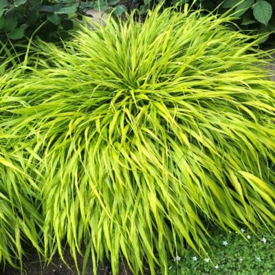 Hakonechloa macra 'All Gold' - Hakone Grass (3.5" Pot)