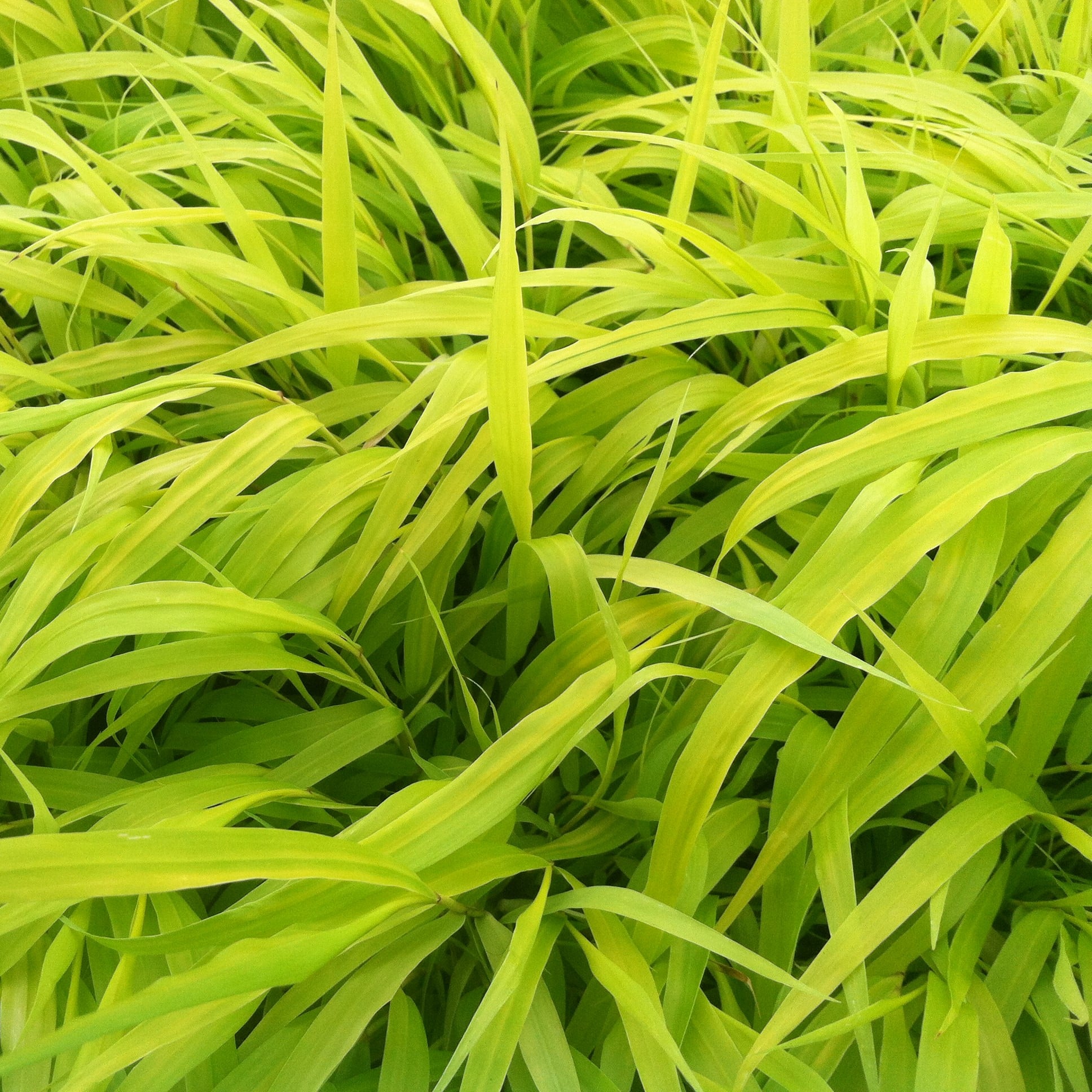 Hakonechloa macra 'All Gold' - Hakone Grass (3.5" Pot) - Image 2