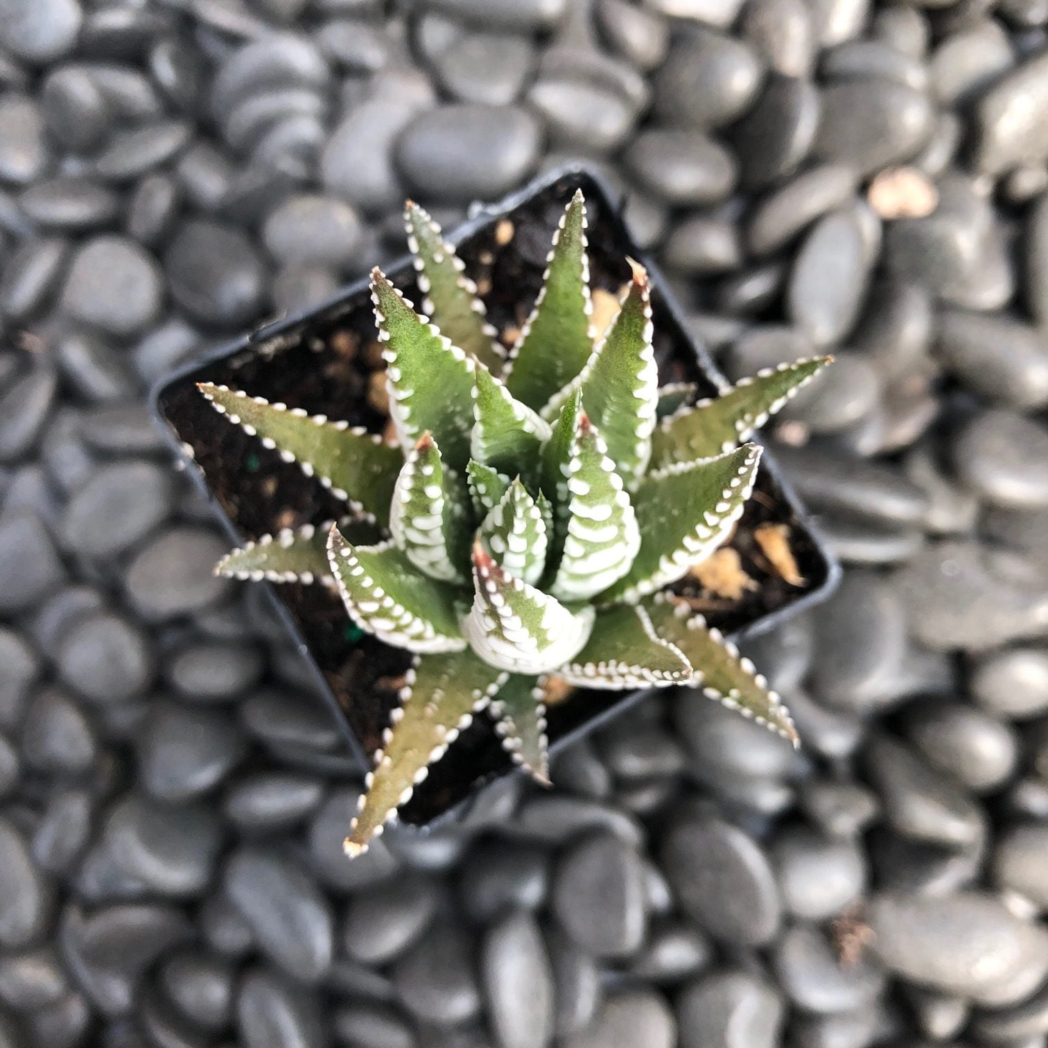 Haworthia 'Big Band' - Zebra Plant (2" Pot) - Image 2