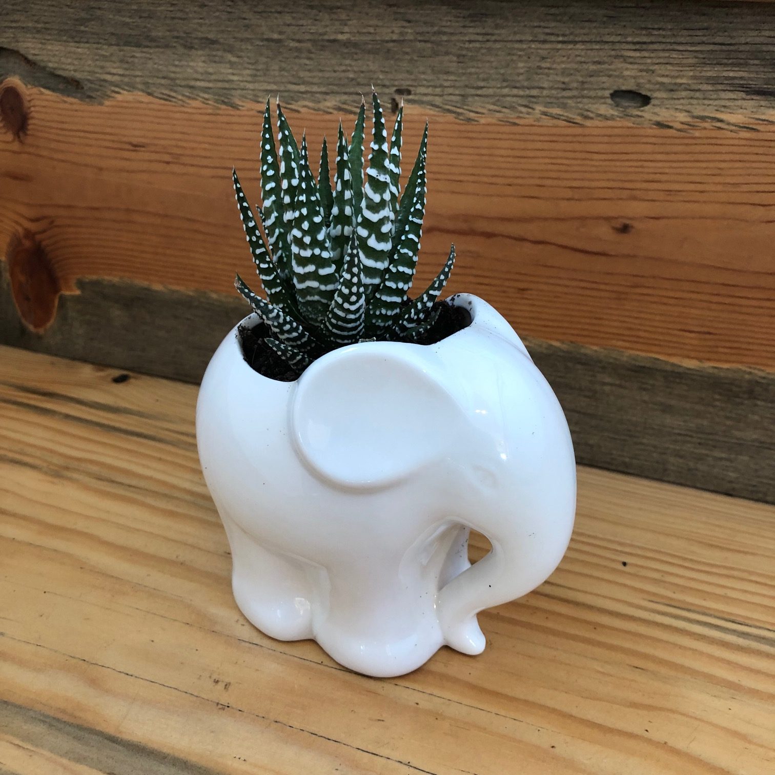 Haworthia 'Big Band' - Zebra Plant (2" Pot) - Image 3
