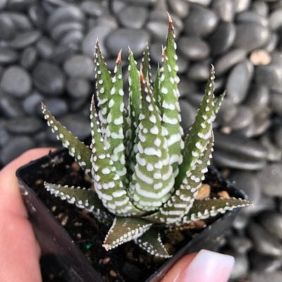 Haworthia 'Big Band' - Zebra Plant (2" Pot)