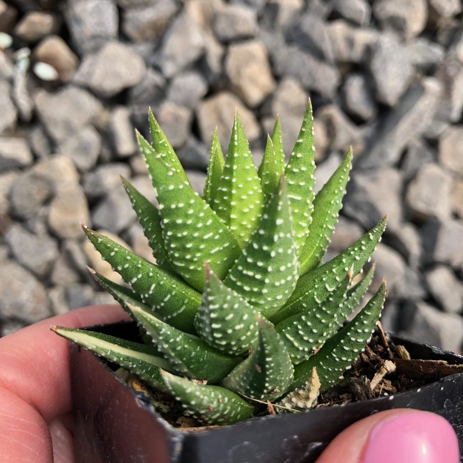 Haworthia attenuata - Zebra Plant (2" Pot) | Little Prince of Oregon Nursery