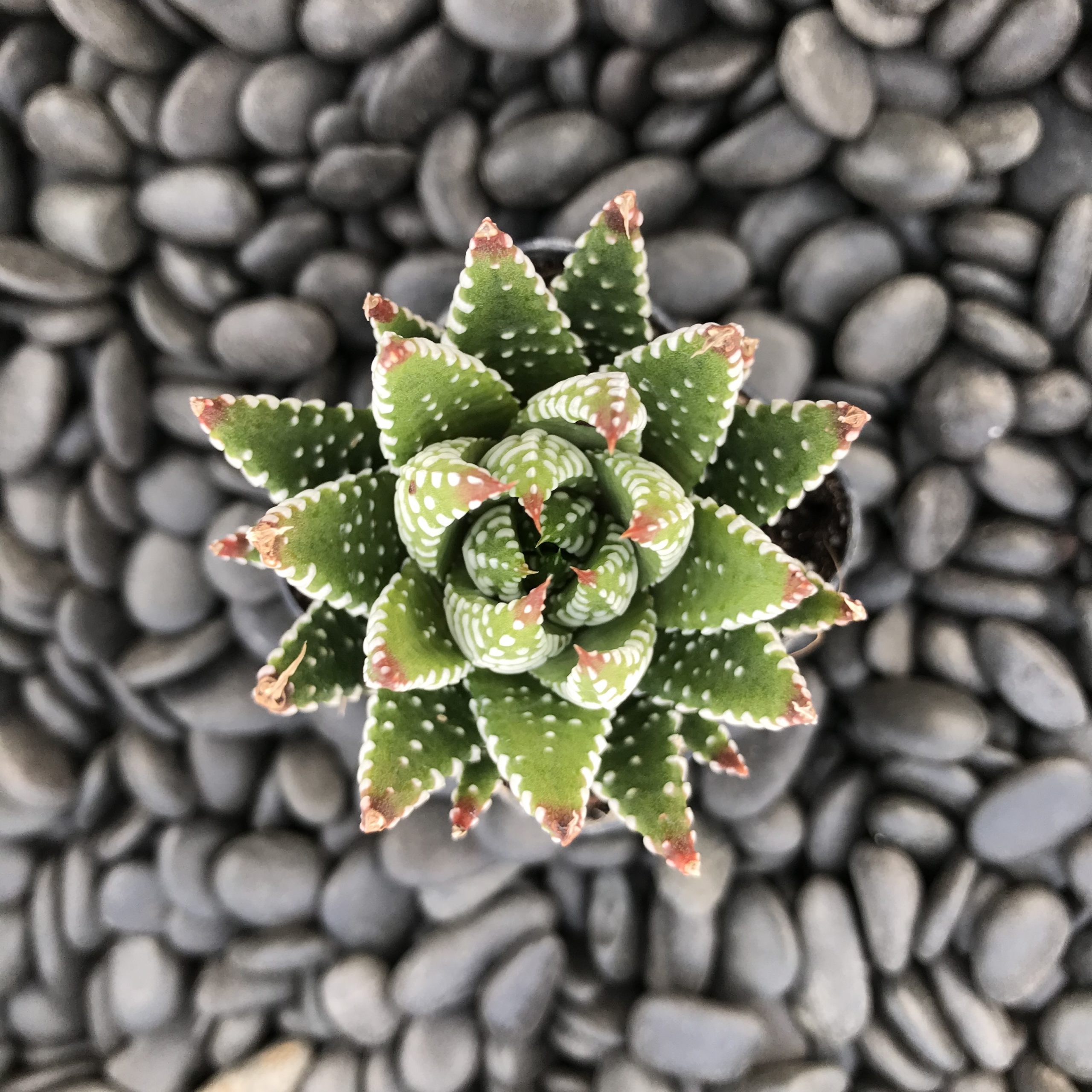 Haworthia coarctata (2" Pot) - Image 2