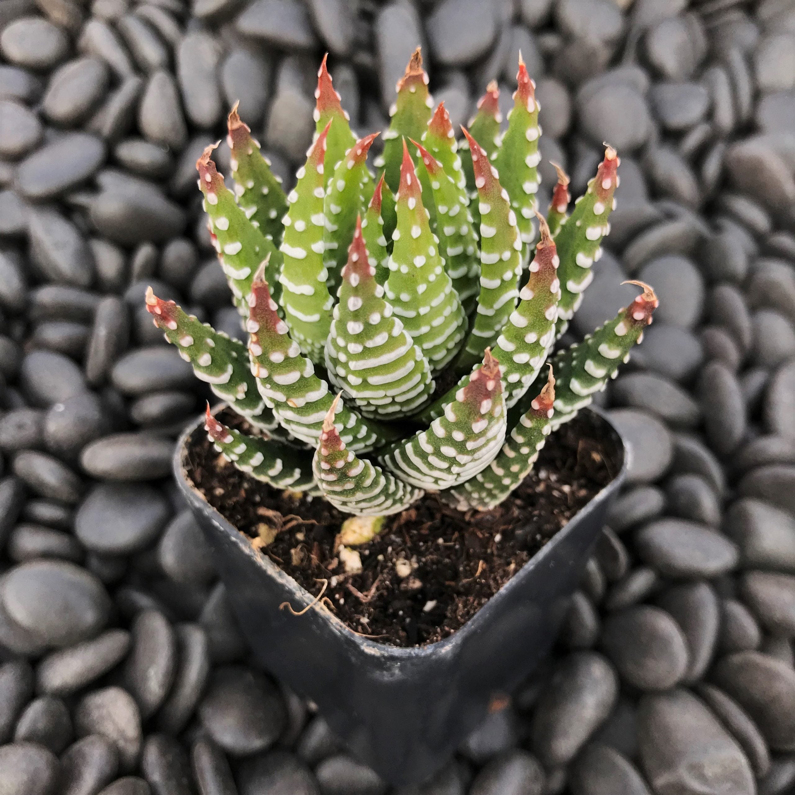 Haworthia coarctata (2" Pot) - Image 3